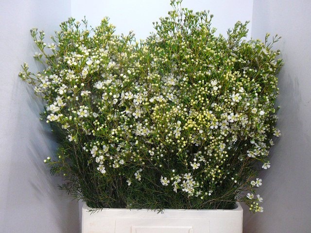 Шамелациум Юпитер Мун 70, шт.