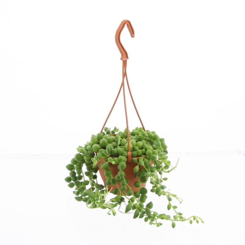 Senecio Rowleyanus, D 12 cm Senecio Rowleyanus, D 12 cm