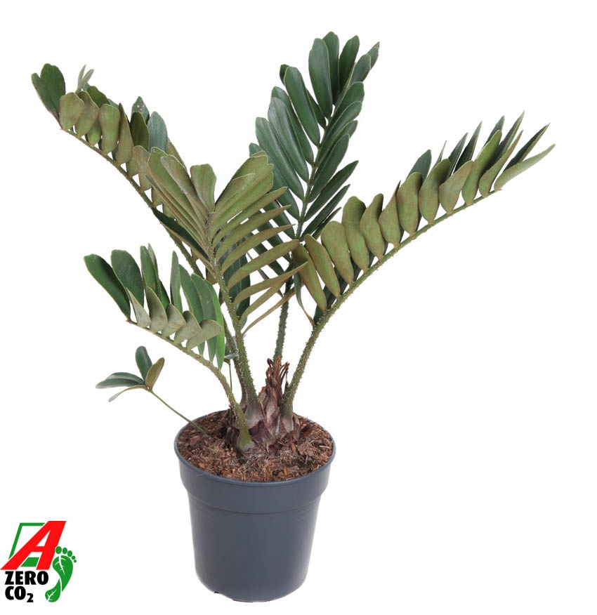 Zamia Furfuracea P21, D 21