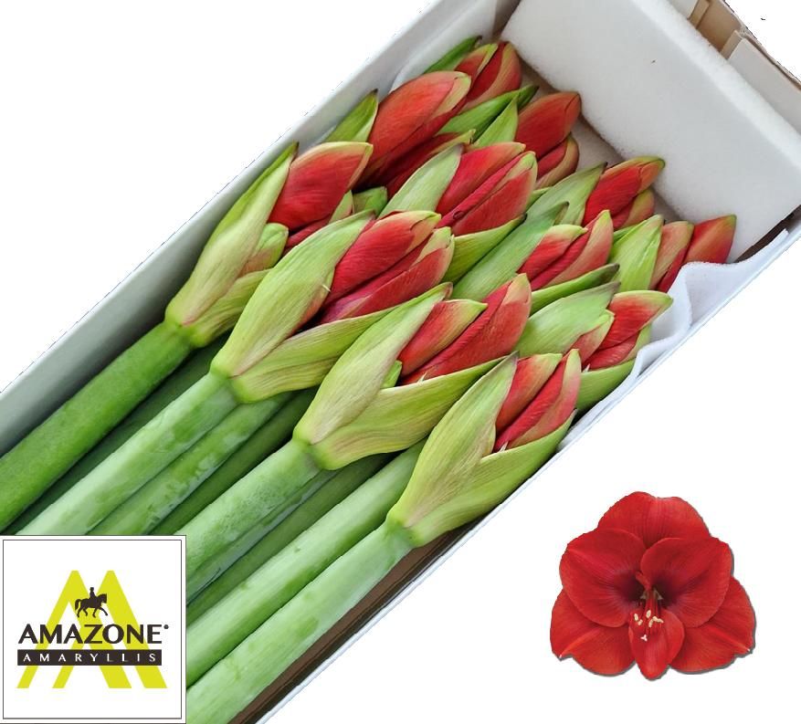 Амарилис Феррари (красн.) x12, шт. Амарилис Феррари (красн.) x12, шт.