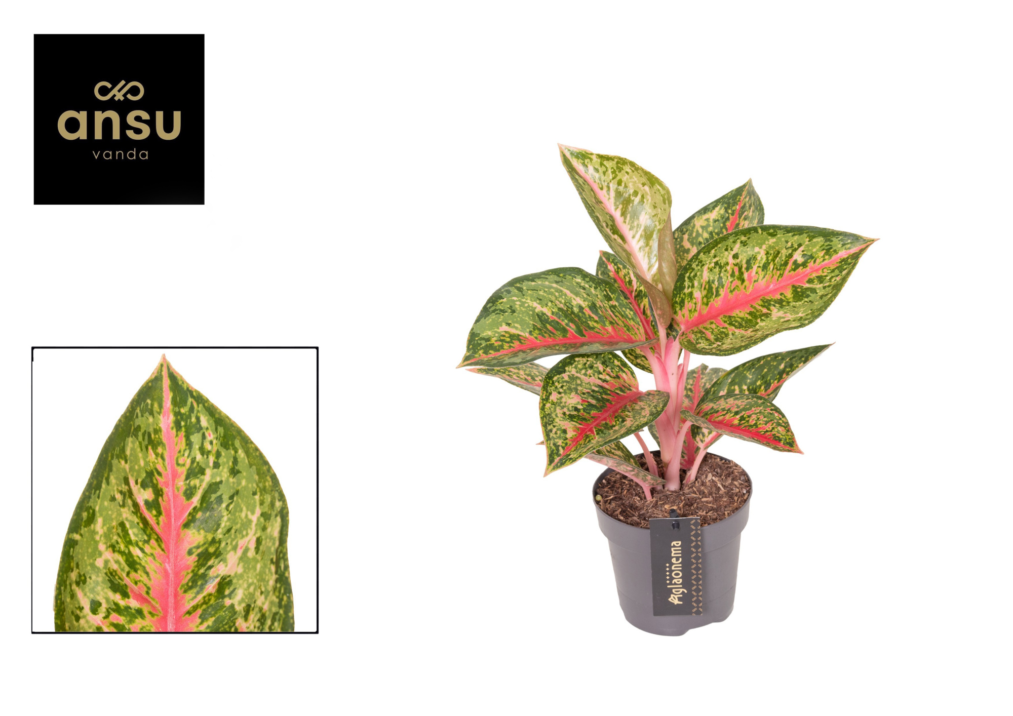 Aglaonema Paradise Red, D 12