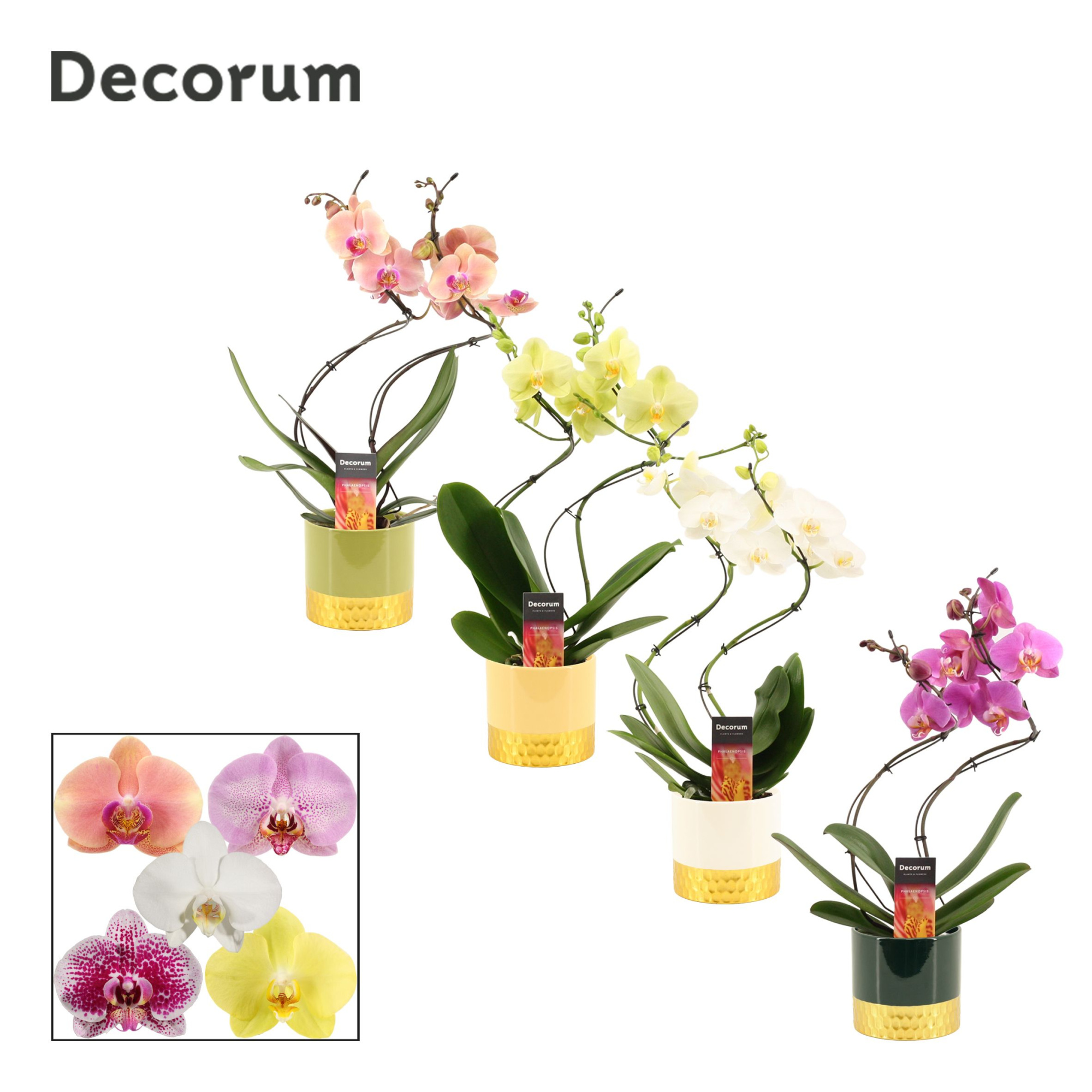 Phalaenopsis hurricane mix in Frederique (Top blend-collection), D 12 cm