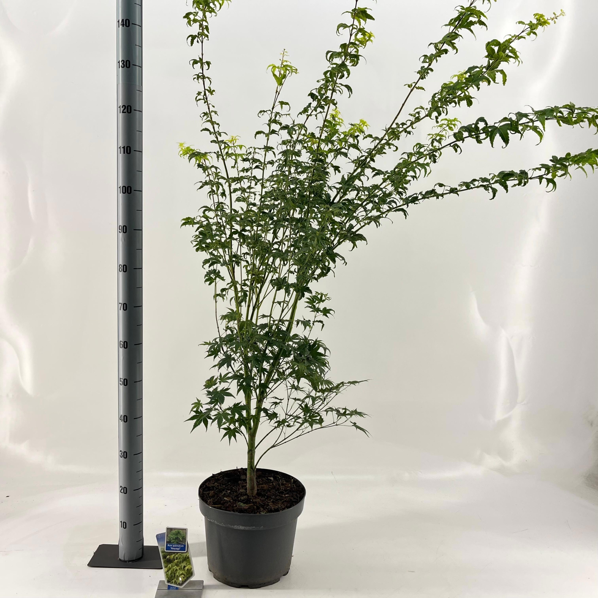 Acer pal. 'Aoyagi', D 29 cm