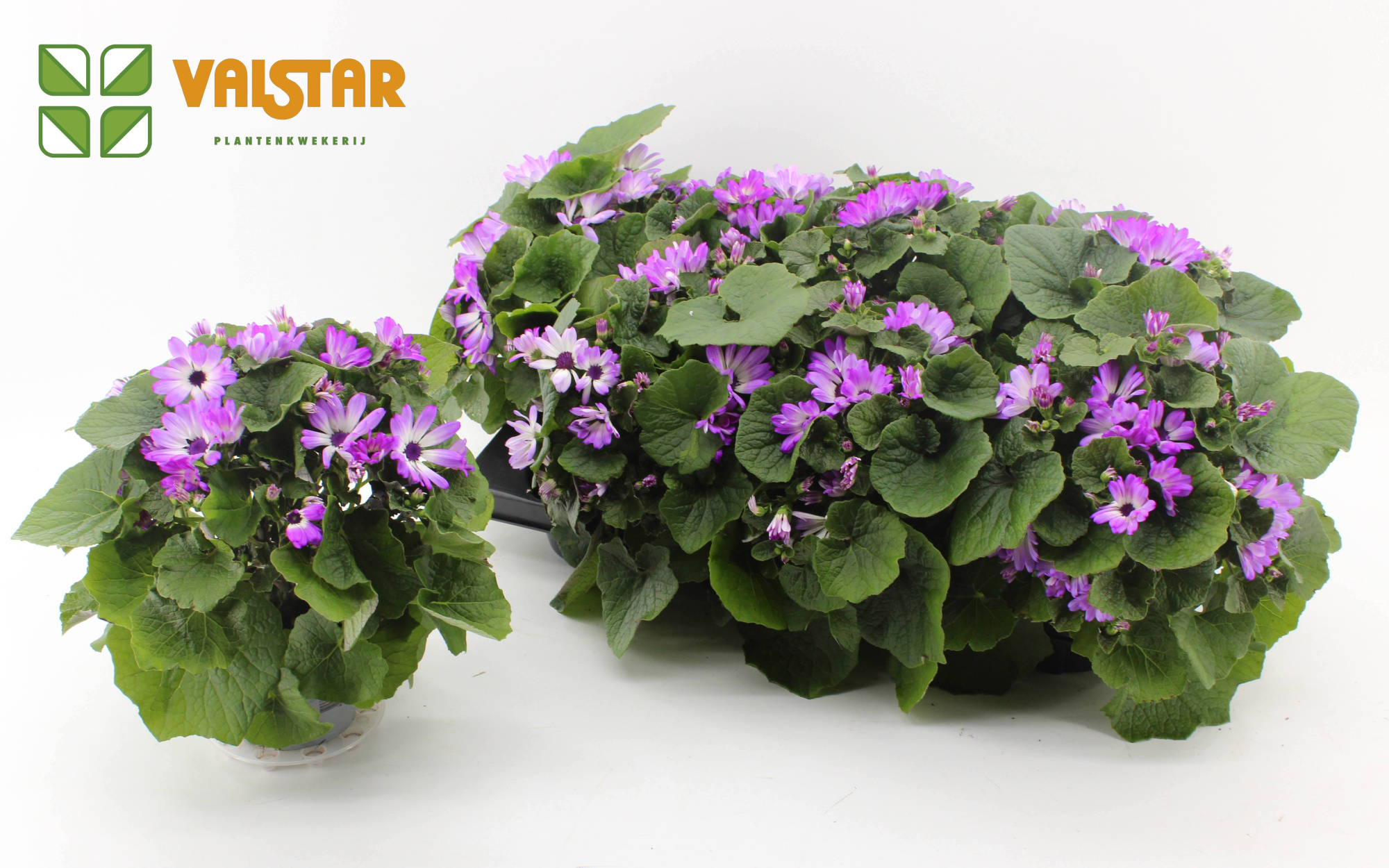 Pericallis Cruenta Senetti Smash pink 12 cm, D 12