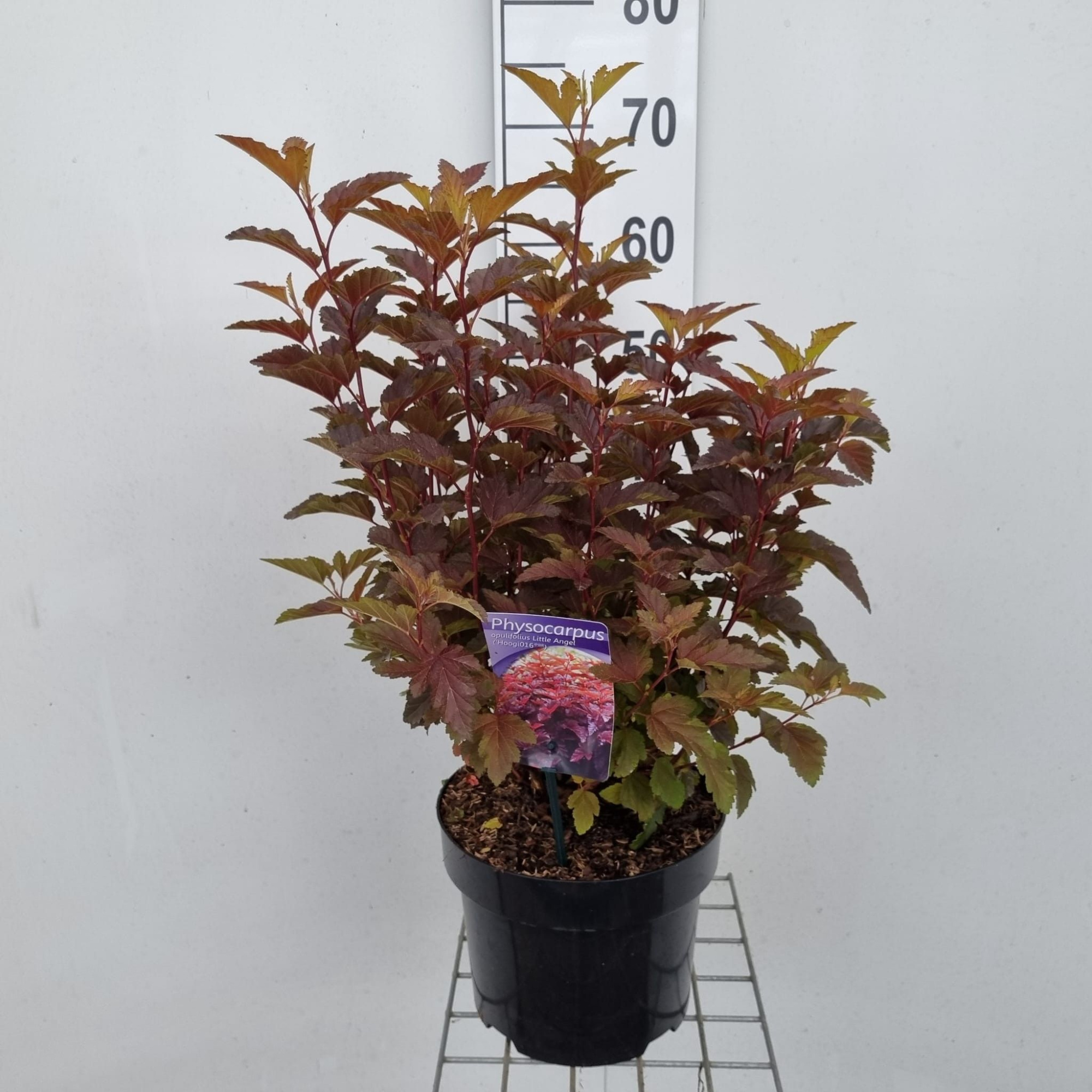 Physocarpus opulifolius Little Angel ('Hoogi016'PBR), D 23 cm