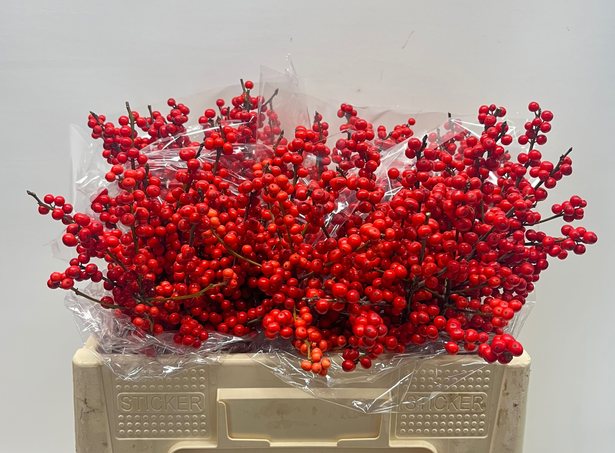 Илекс Красные ягоды 50, шт.