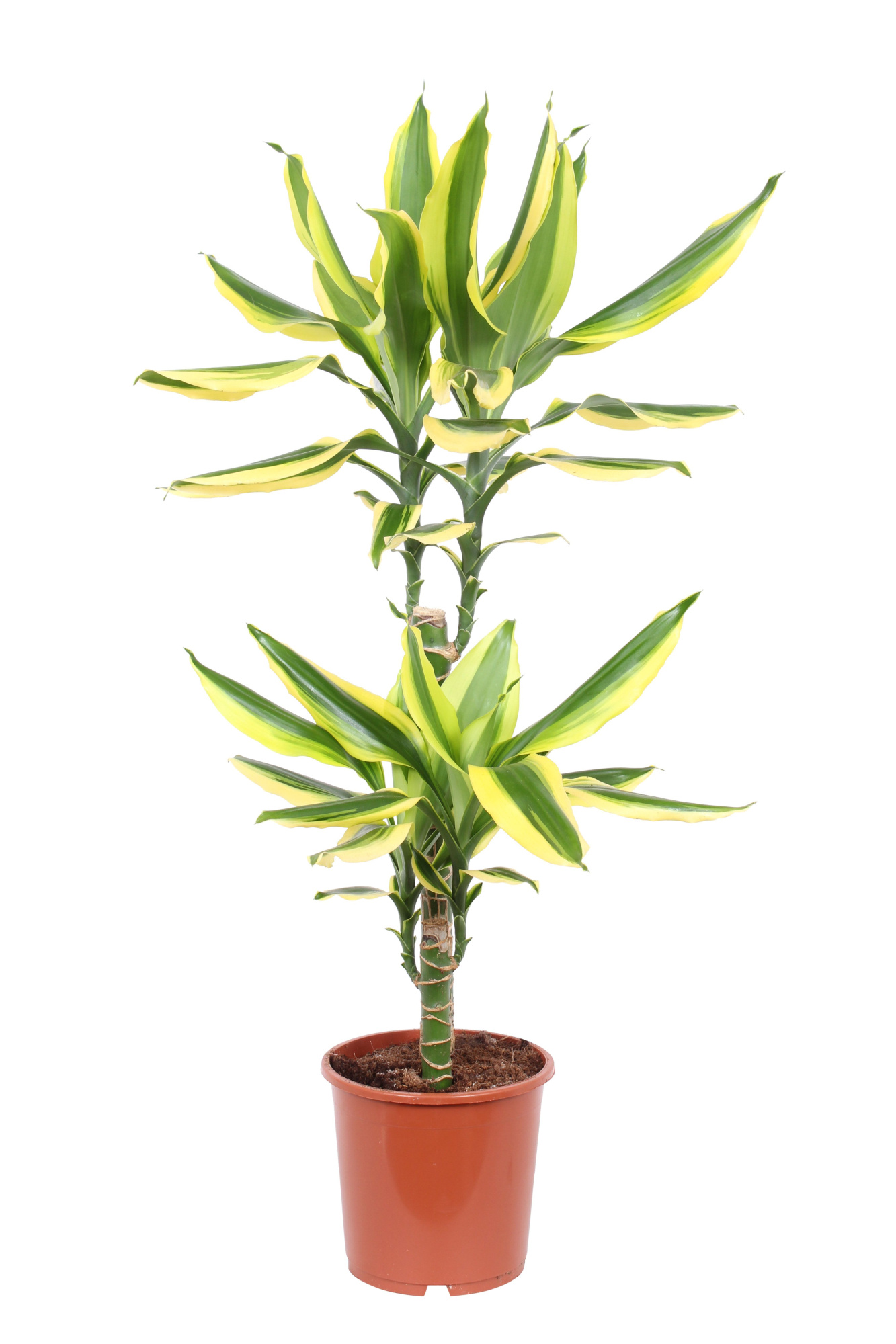 Dracaena Golden King, 17 cm pot, D 17 cm