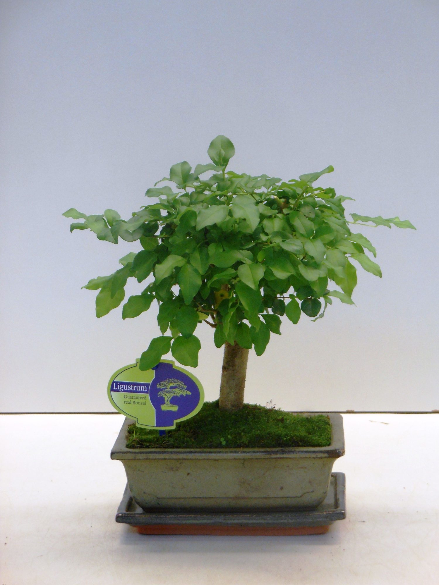 Ligustrum sinensis, 20cm., broom, with drip tray, D 20