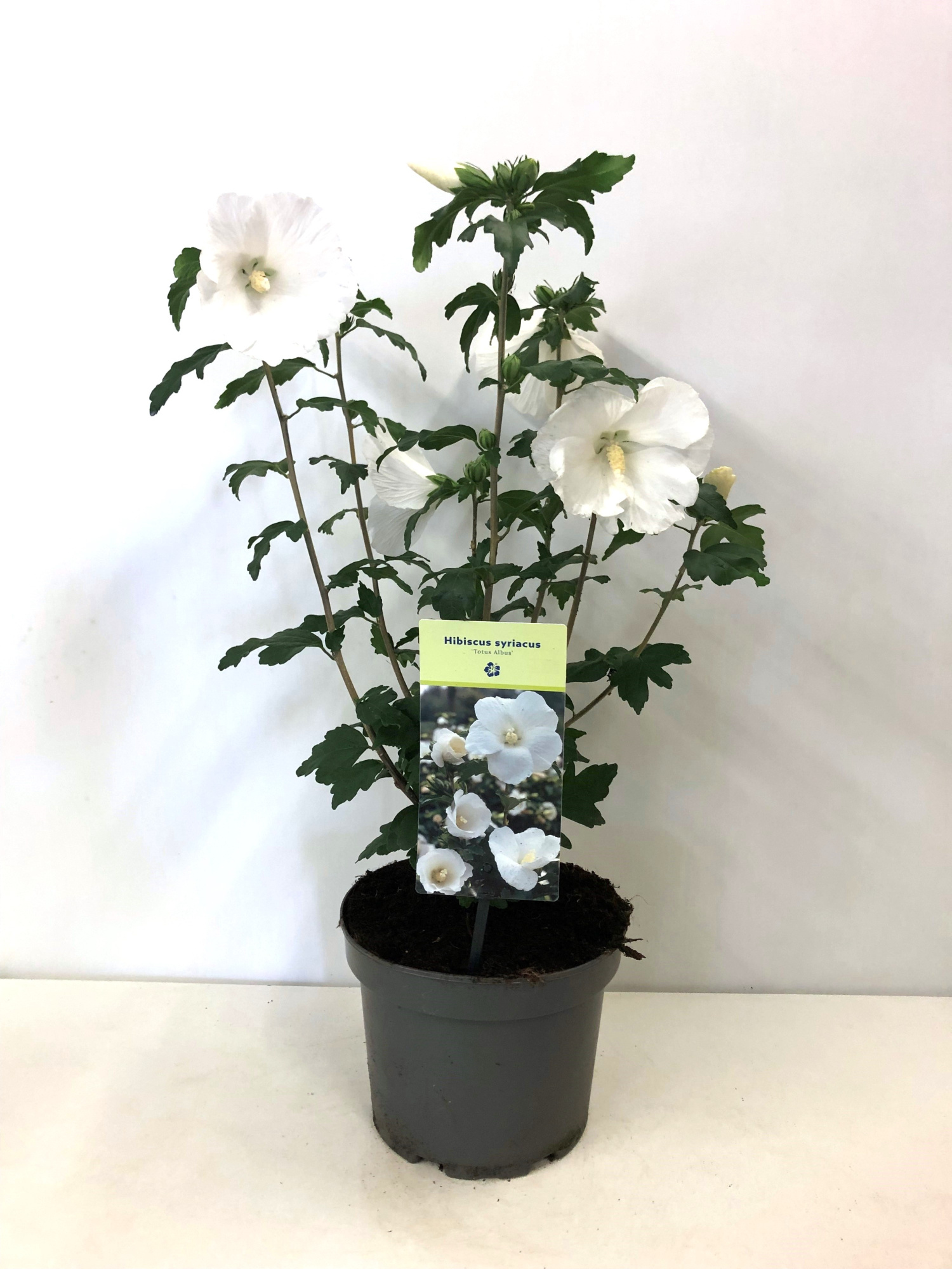 Hibiscus syriacus 'Totus Albus' 19 cm, D 19 cm