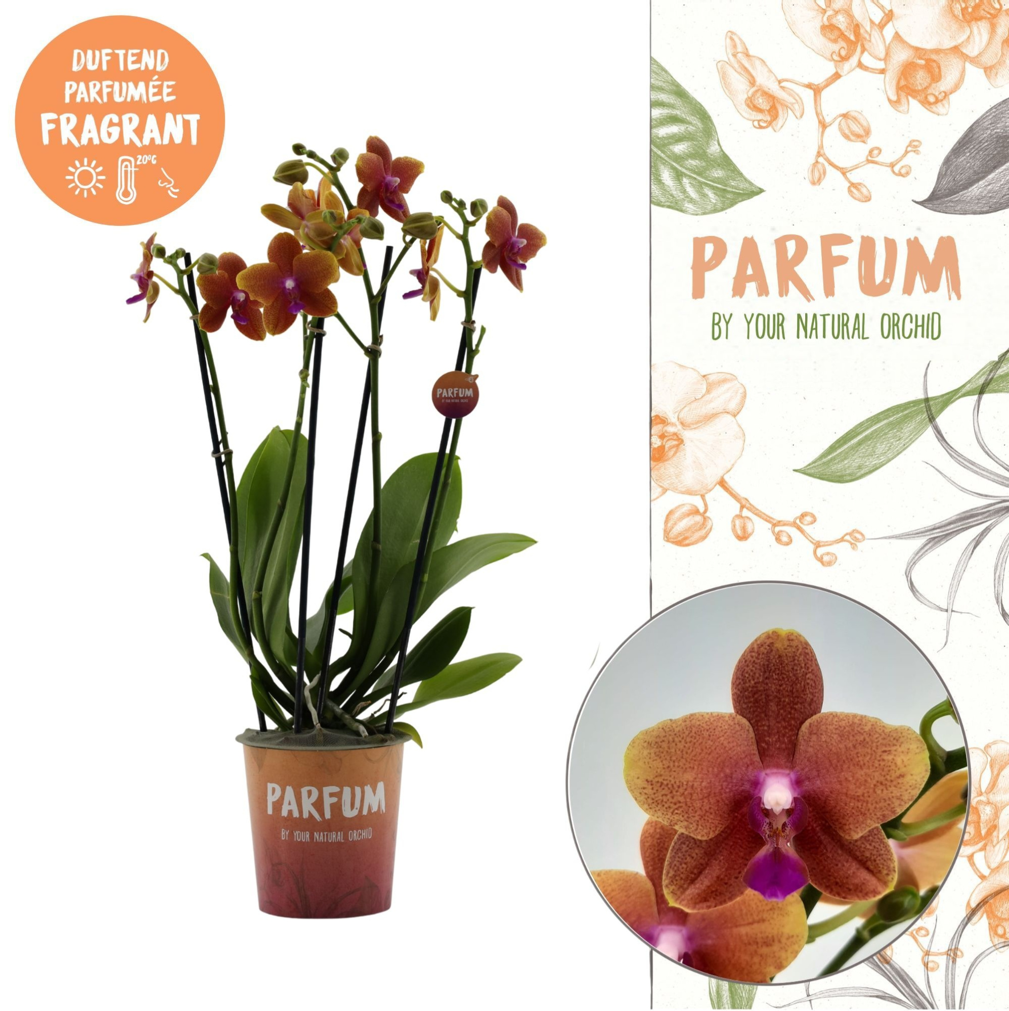 Parfum | Bolgheri | Phalaenopsis 4 spike, D 12 cm