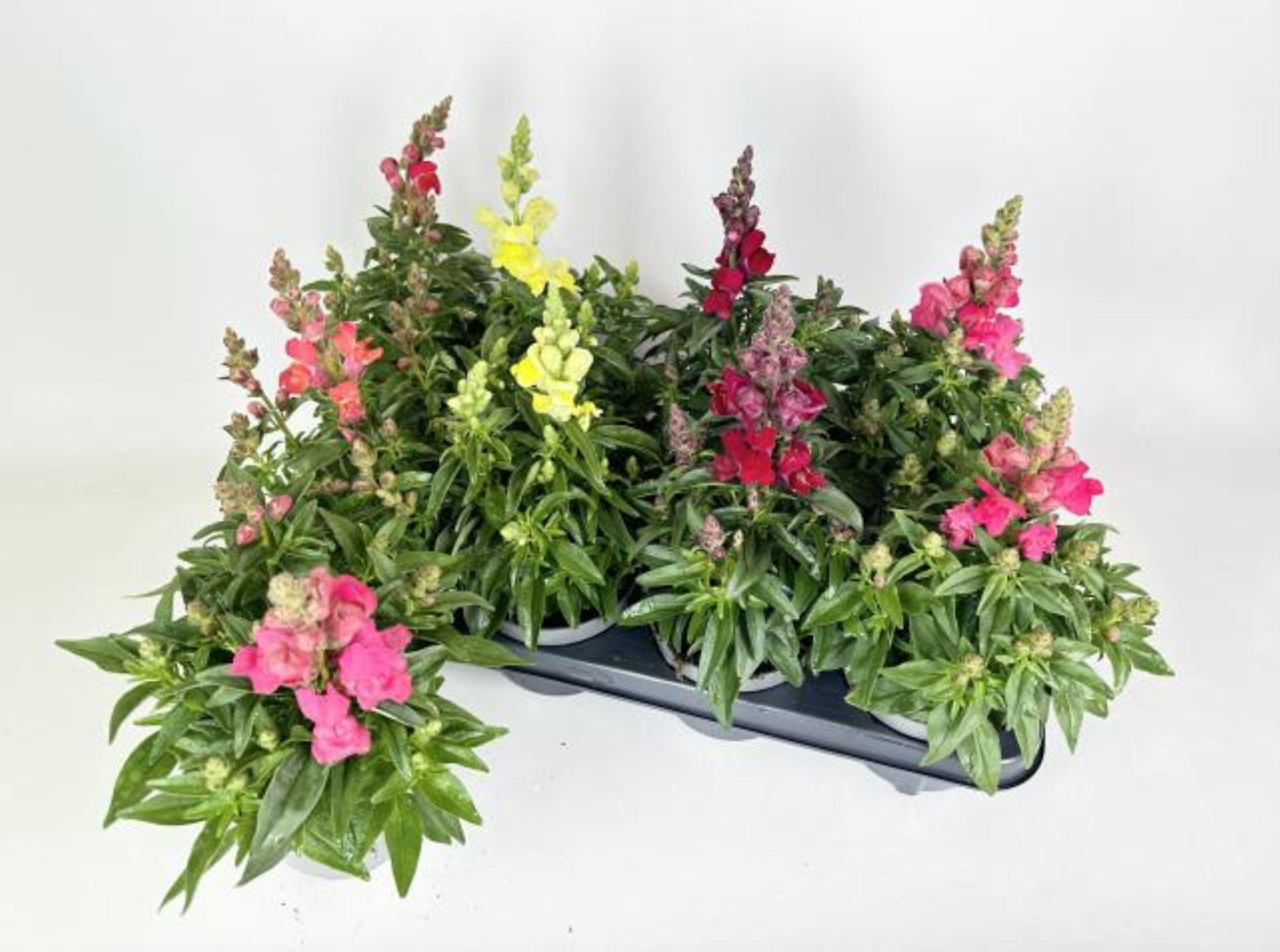 Antirrhinum majus, verschillende kleuren, D 13