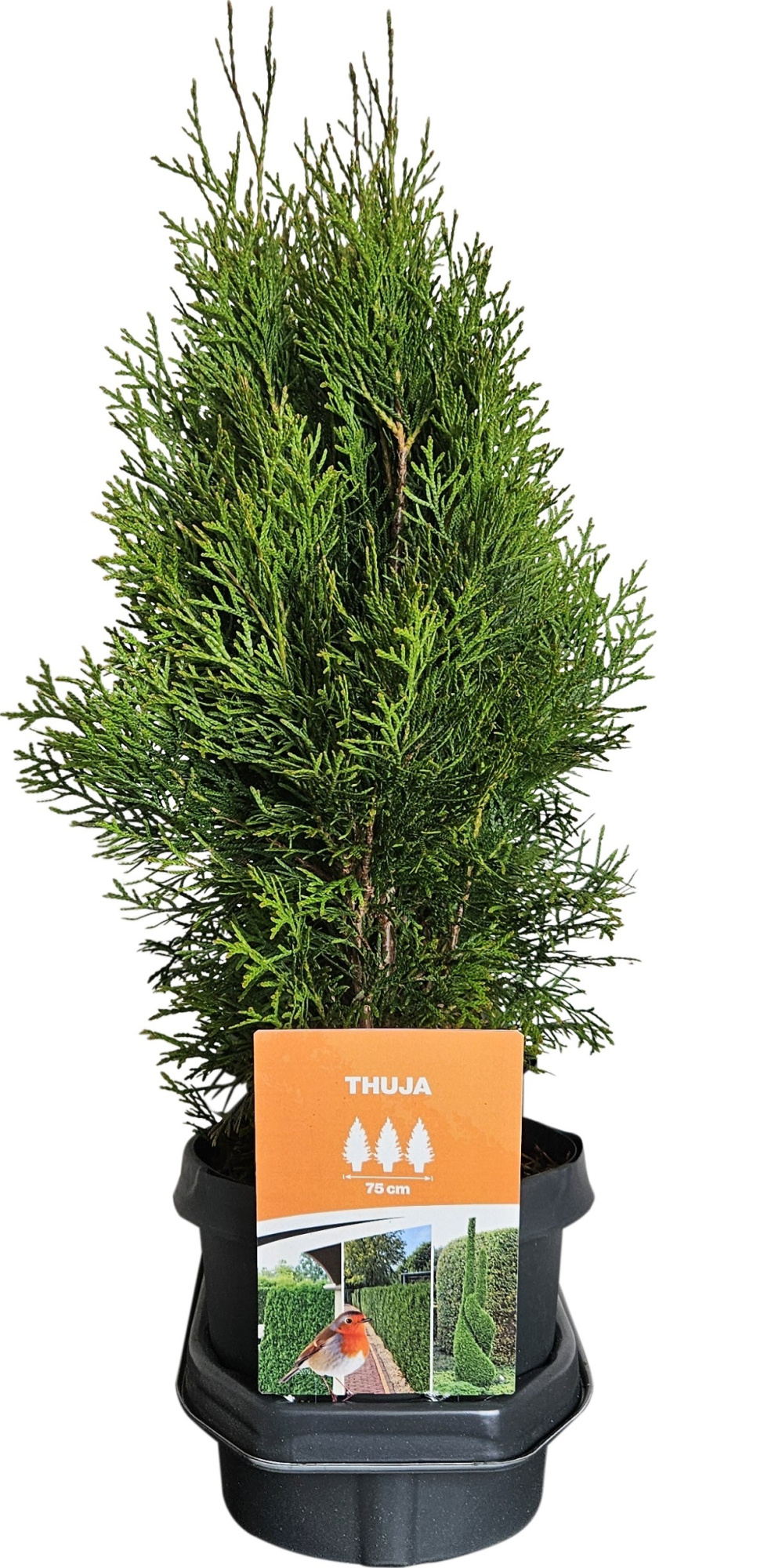 Hedgeline Thuja occidentalis Smaragd C3, D 19