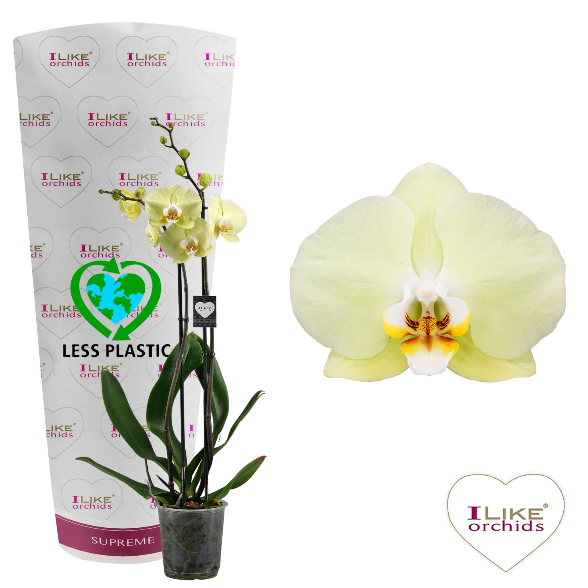 Phalaenopsis Golden Coin - 2 tak 60cm (Less Plastic), D 12