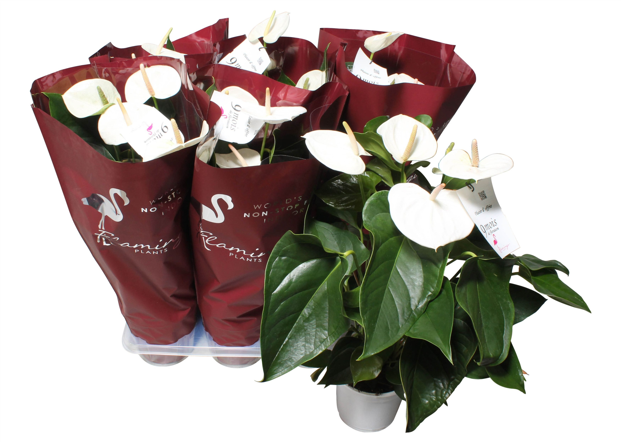 Anthurium  Flamingo White 17cm sierhoes, D 17 cm