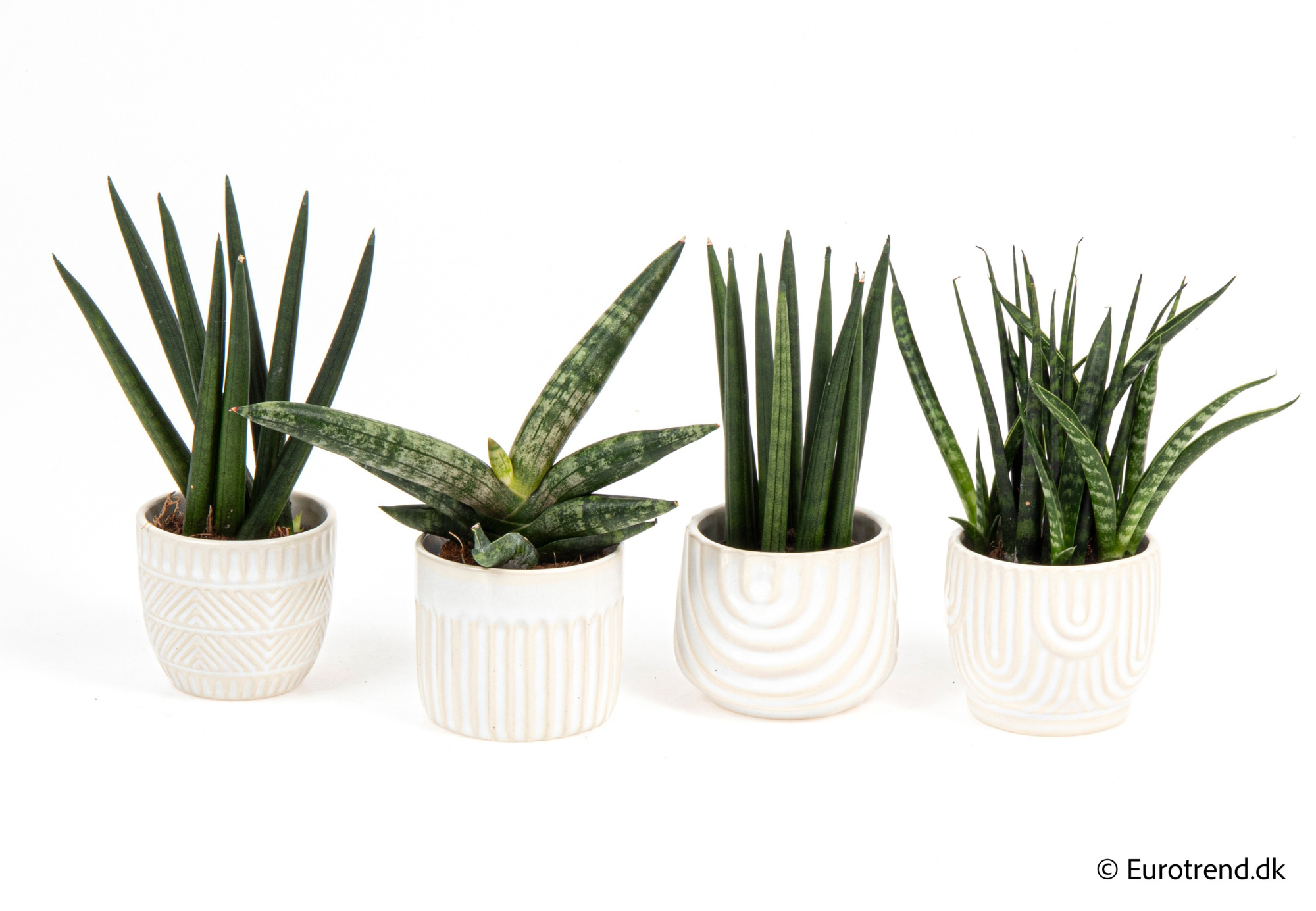 Sanseveria mix in New Look ceramic 2026, D 6