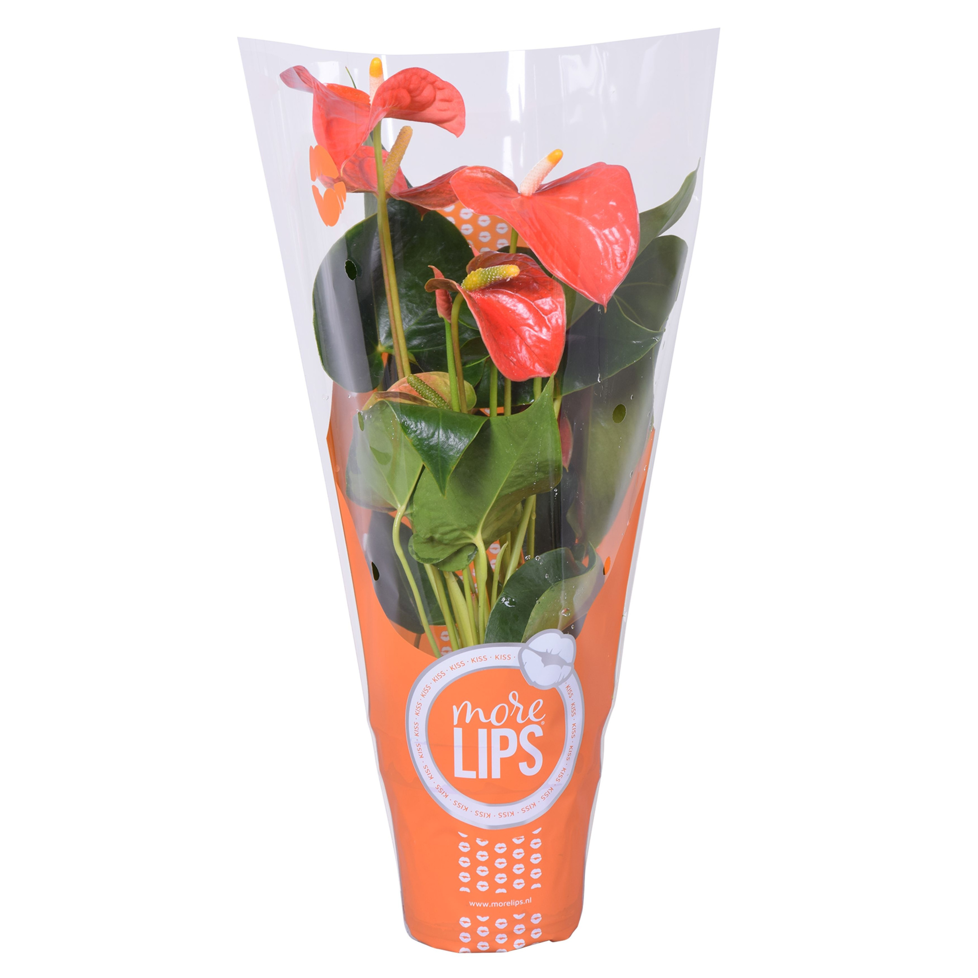 MoreLIPS® Anthurium Orange Champion in ShowHoes, D 12