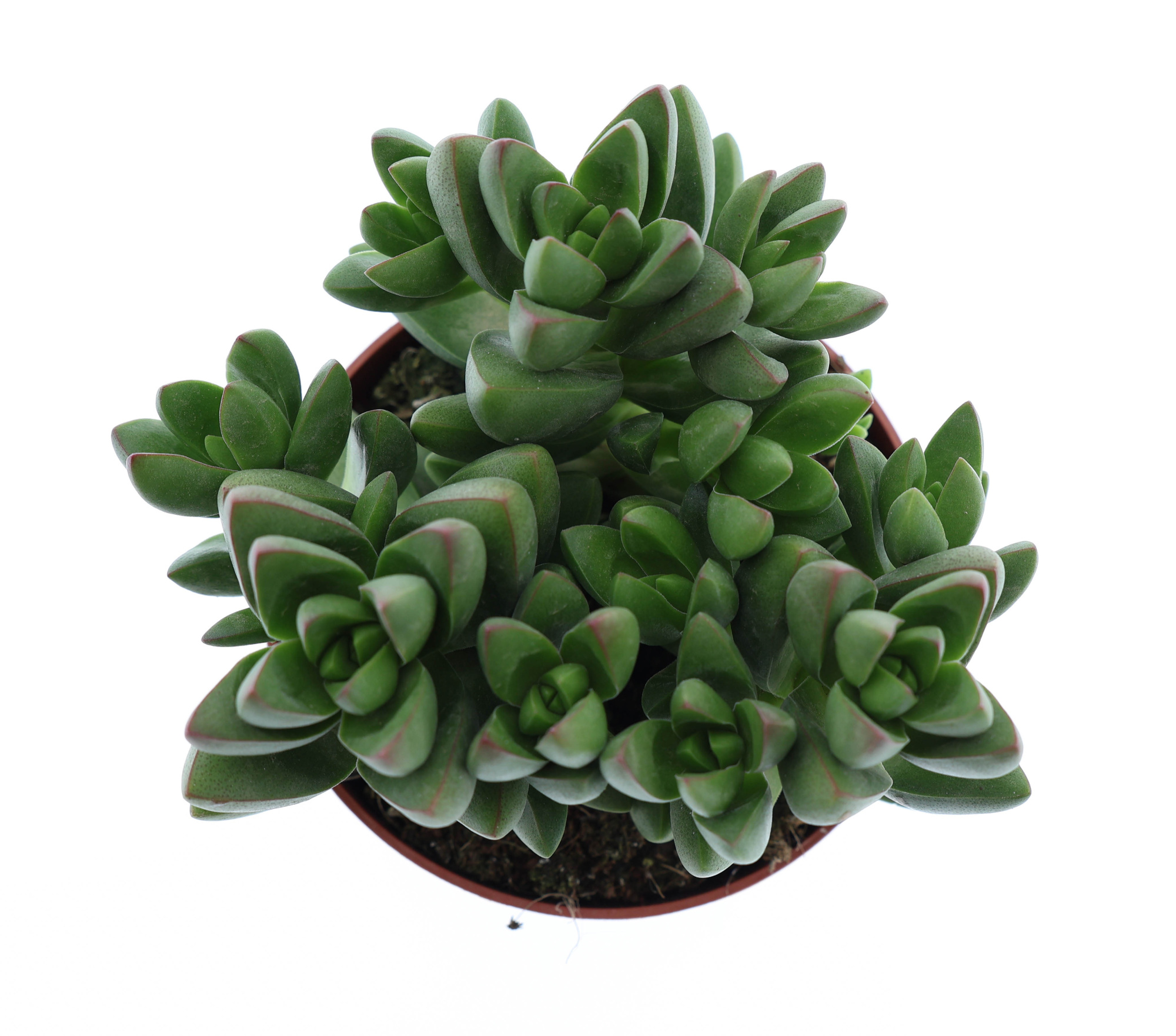 Crassula ben, D 10,5