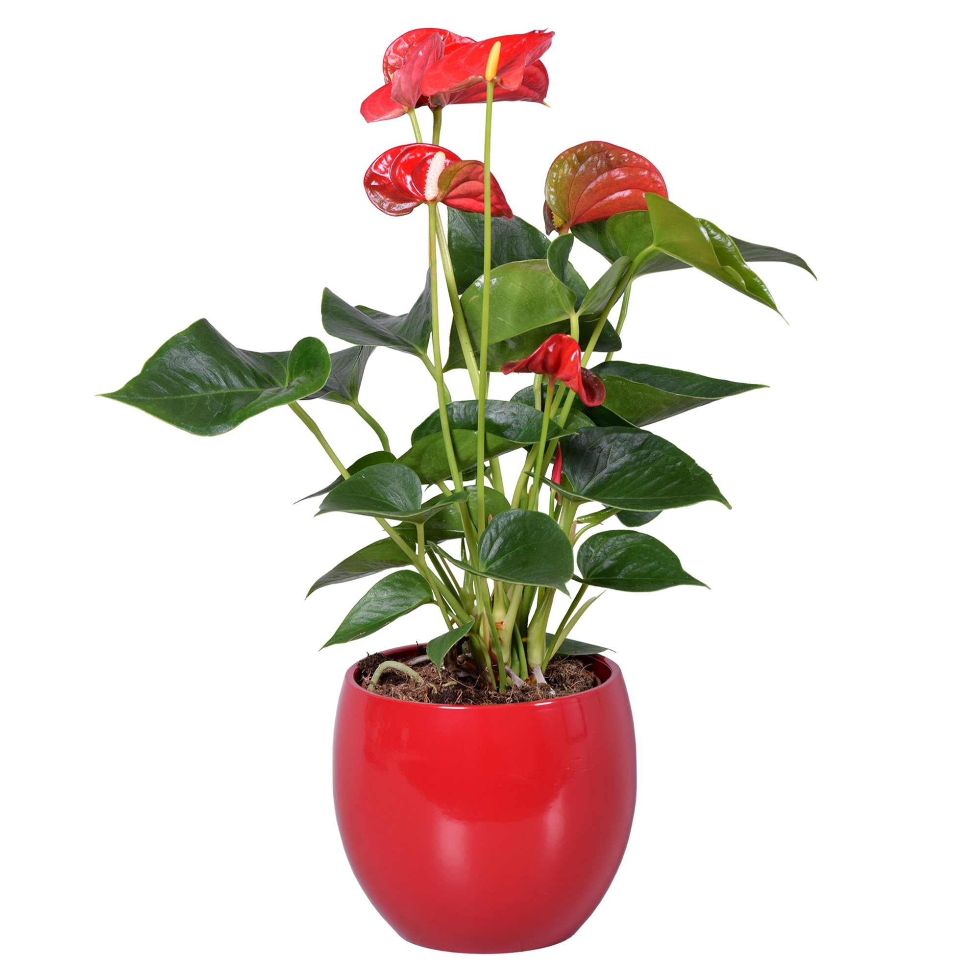 Anthurium Ton sur Ton in rode bolpot, D 13
