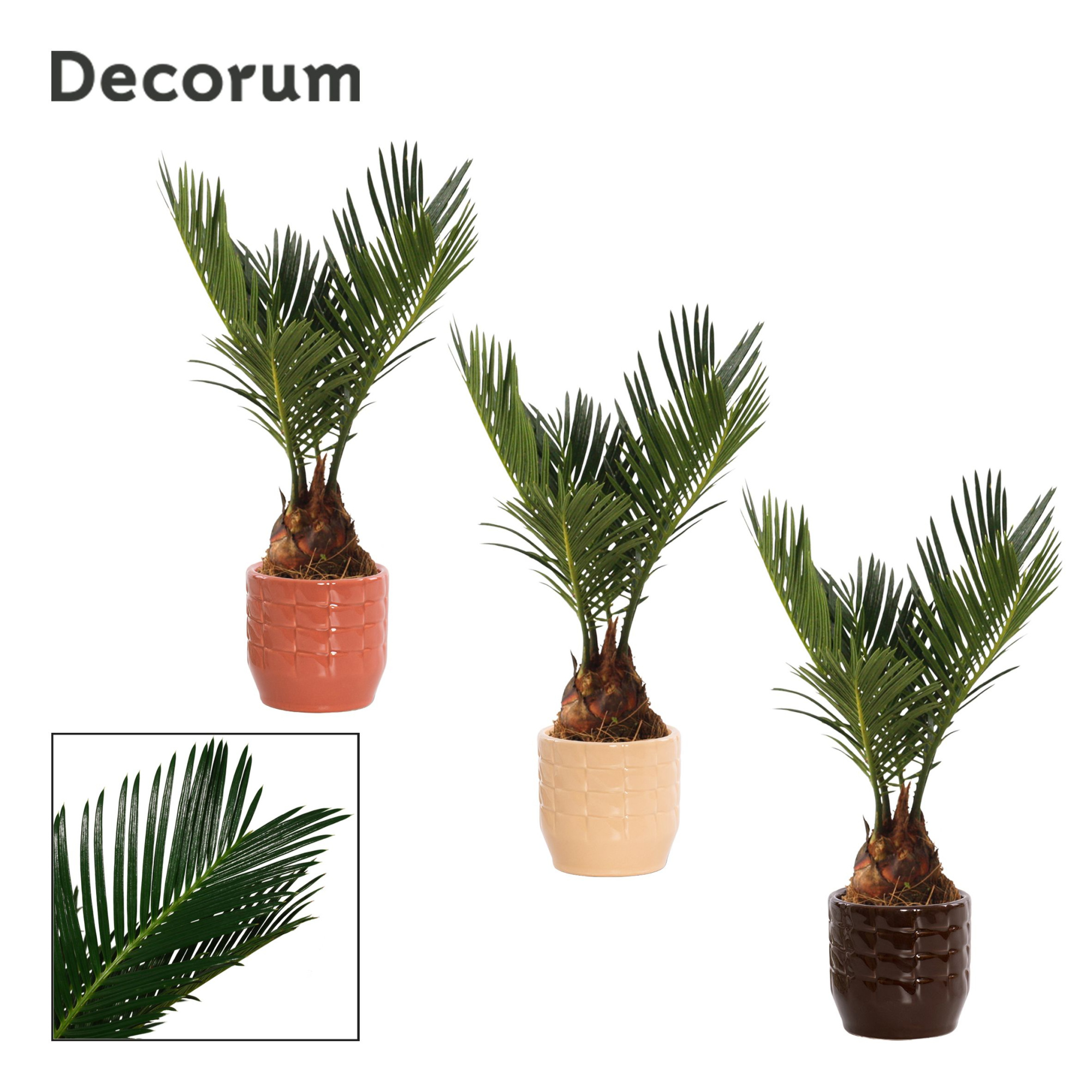 Cycas Revoluta 6 cm Decorum, 3+ veren in Sanne (Nature Love-coll, D 6