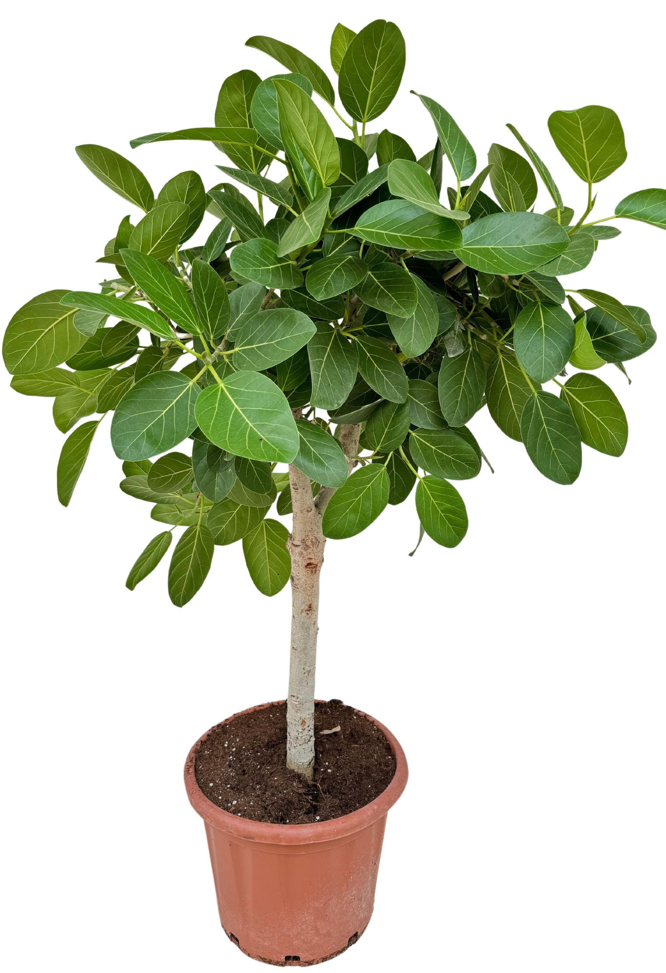 Ficus benghalensis audrey P44 stam, D 44 cm