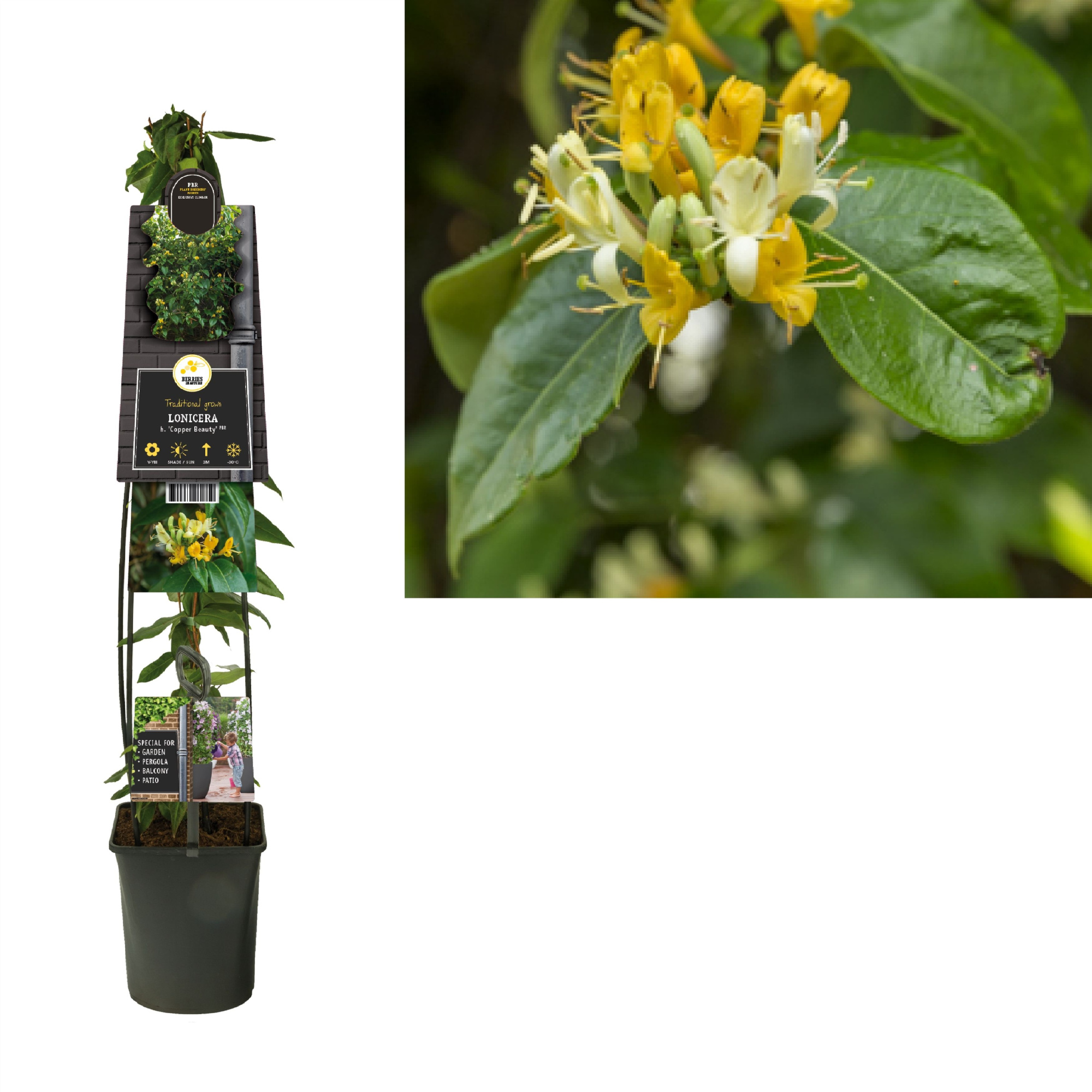 Lonicera h. 'Copper Beauty' PBR +3.0 label, D 23 cm