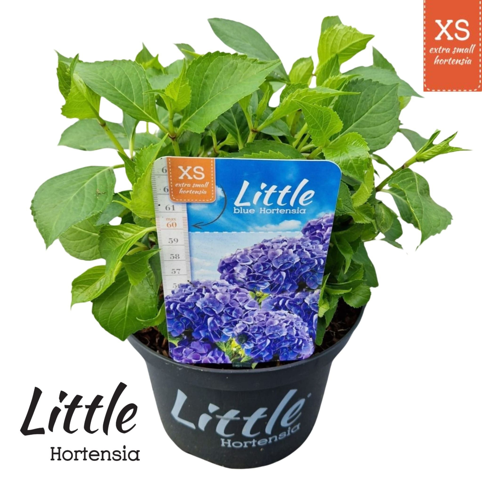 Hydrangea macr. 'Little XS Blue', D 17 cm