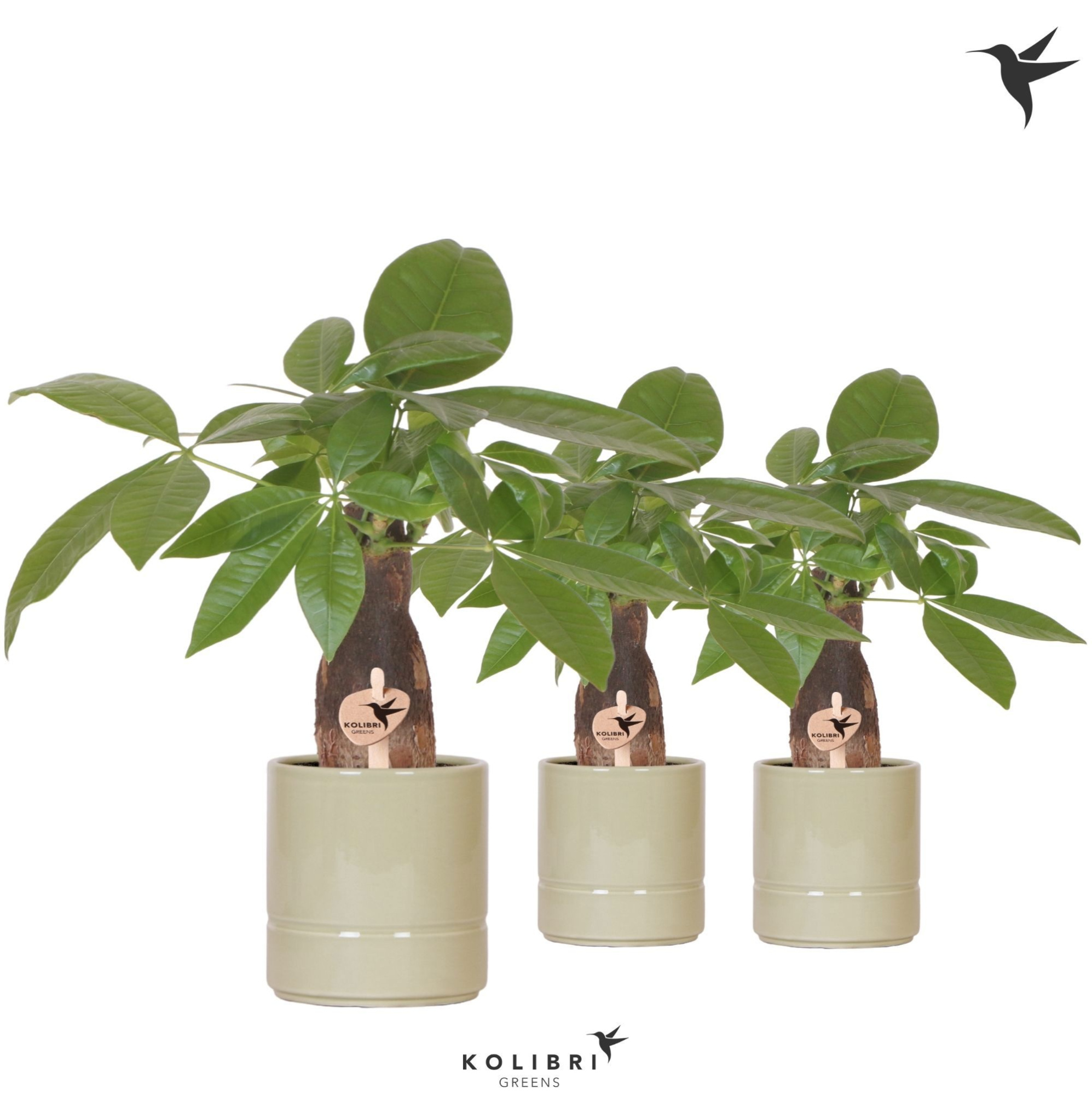 Kolibri Greens Pachira in Pastel pot green, D 9 cm