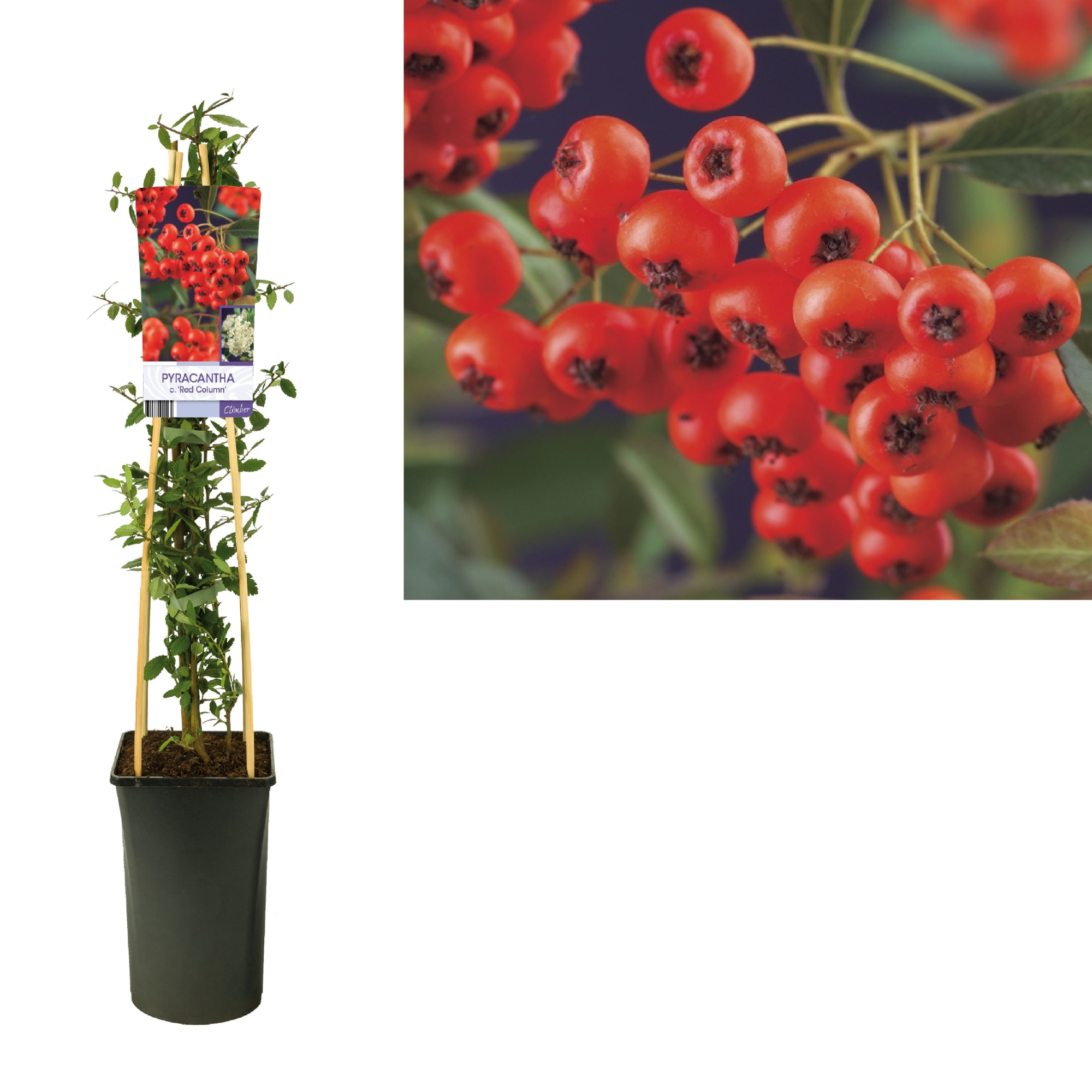Pyracantha c. 'Red Column' +light label, D 17 cm