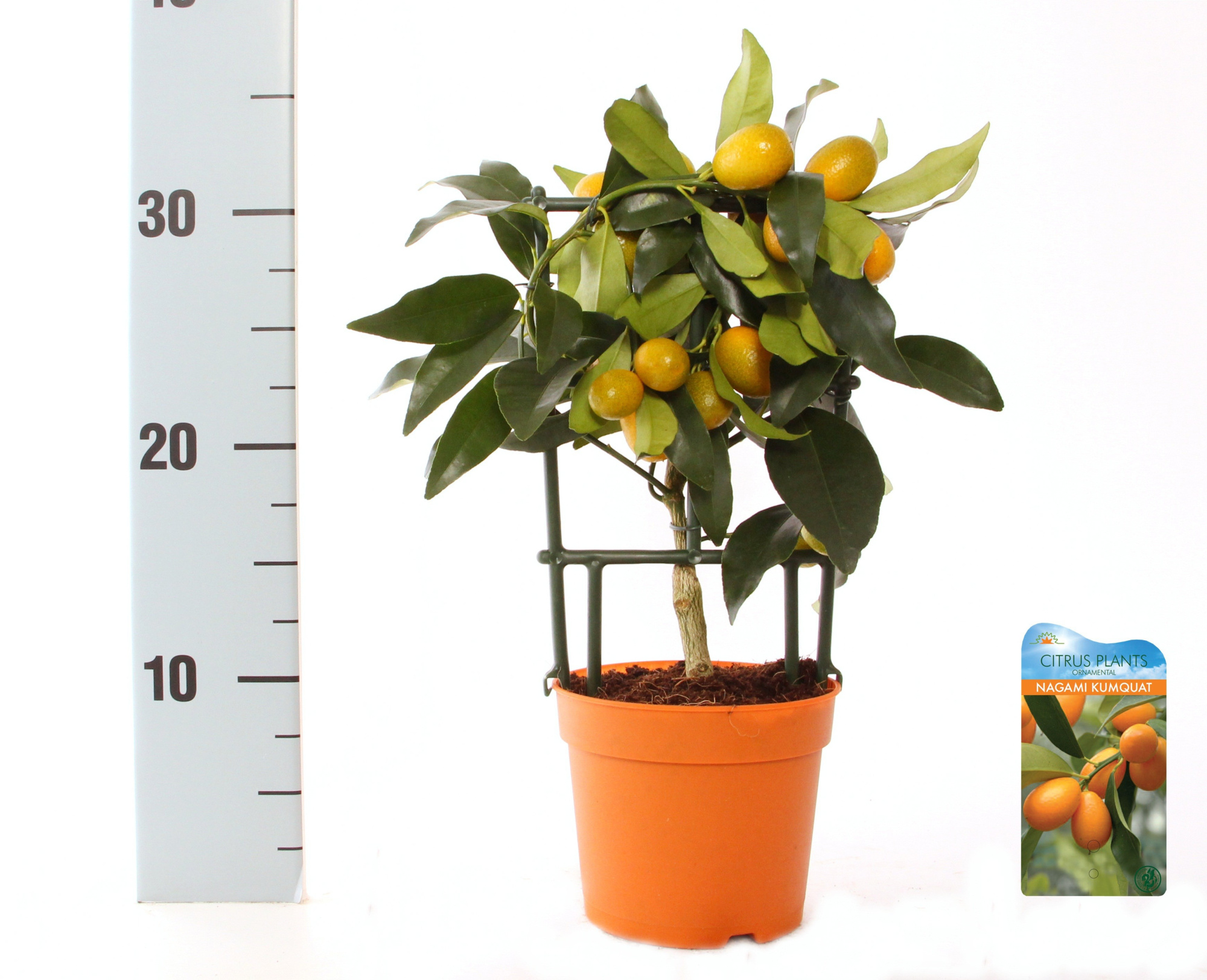 Citrus Kumquat Nagami trellis, D 12