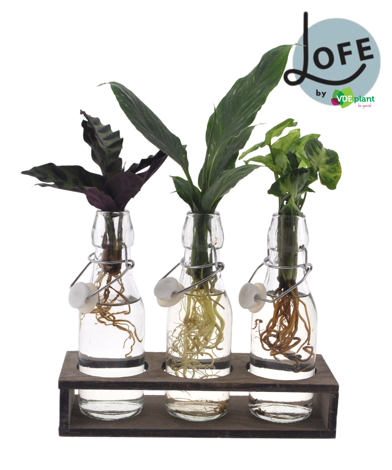 LOFE | Intenz mix in Ann Glas (witte dop) + Naturel Triple, D 7 cm
