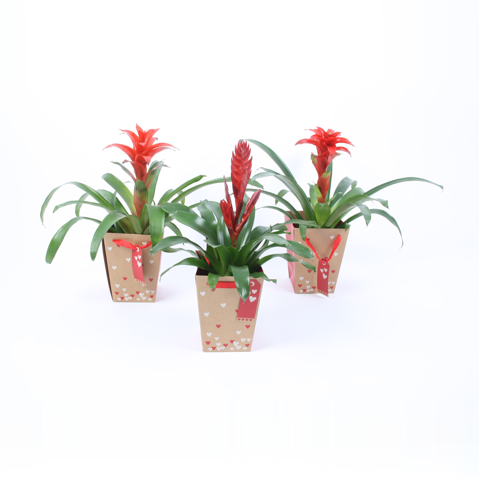 Bromelia mix in harten tasje (karton), D 13 cm