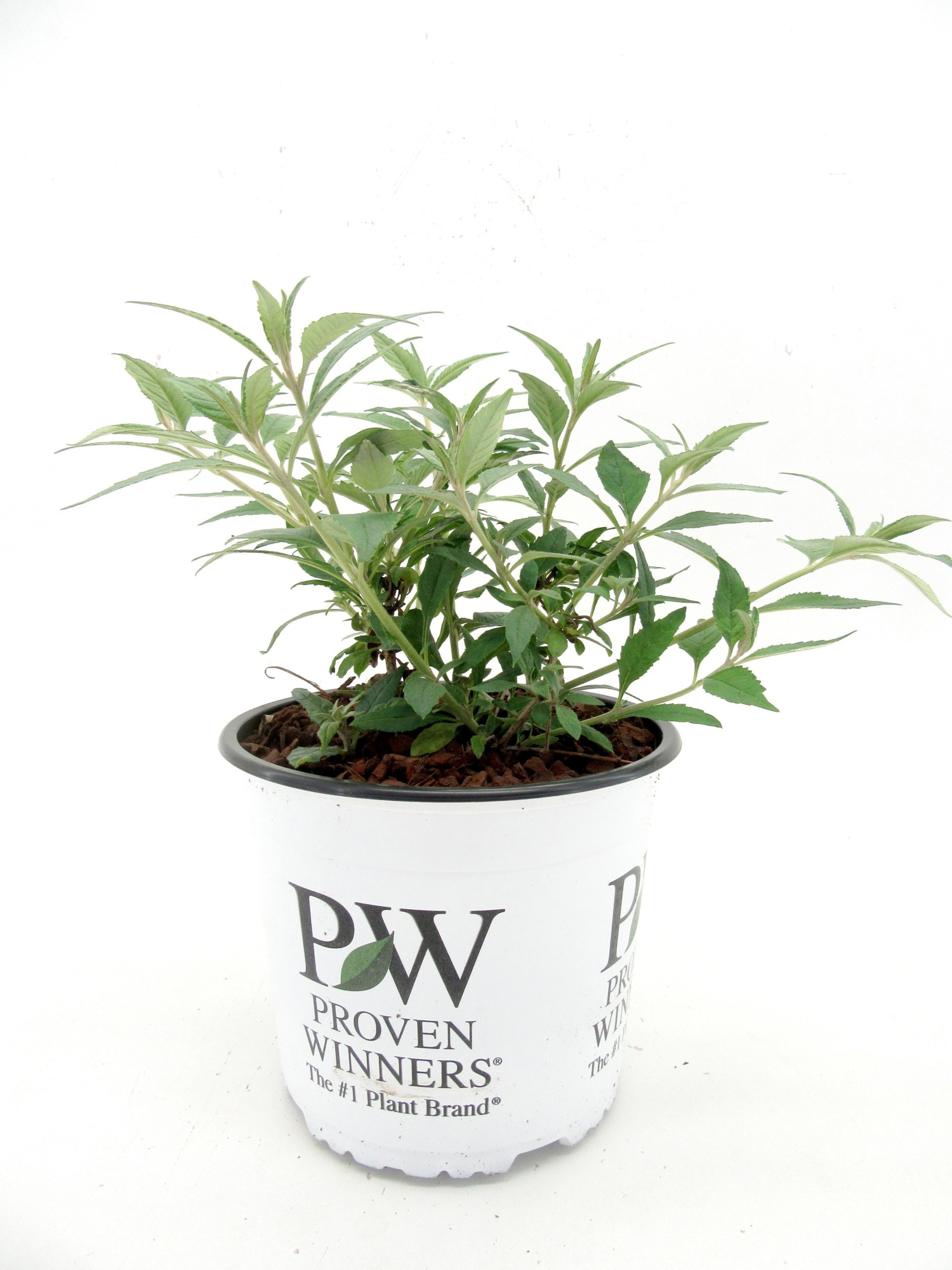 Buddleja Blue Chip, D 19 cm