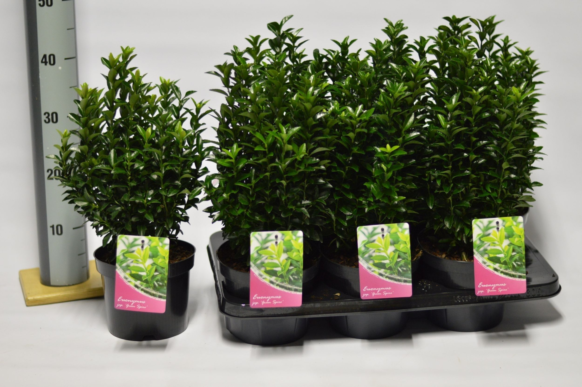 Euonymus jap. Green Spire, D 17