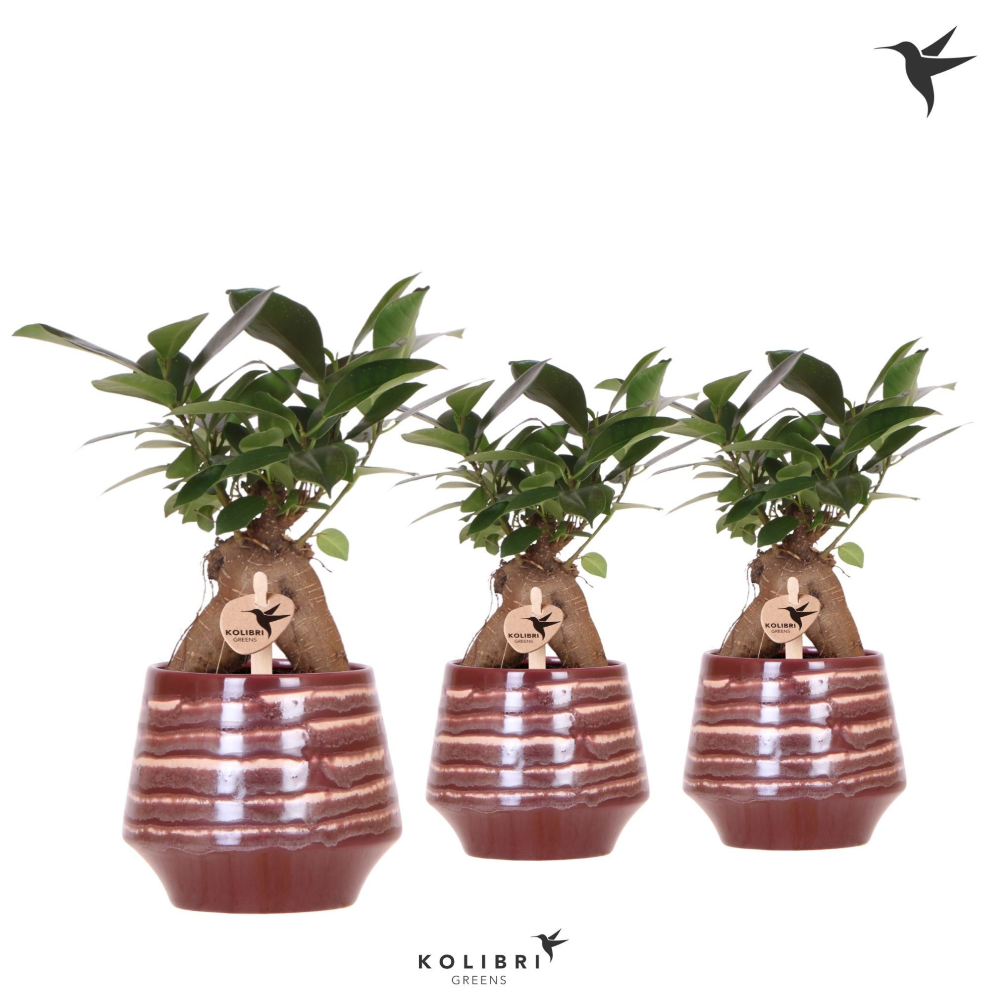 Kolibri Greens Ficus Ginseng Retusa in Moonstone pot red, D 9 cm