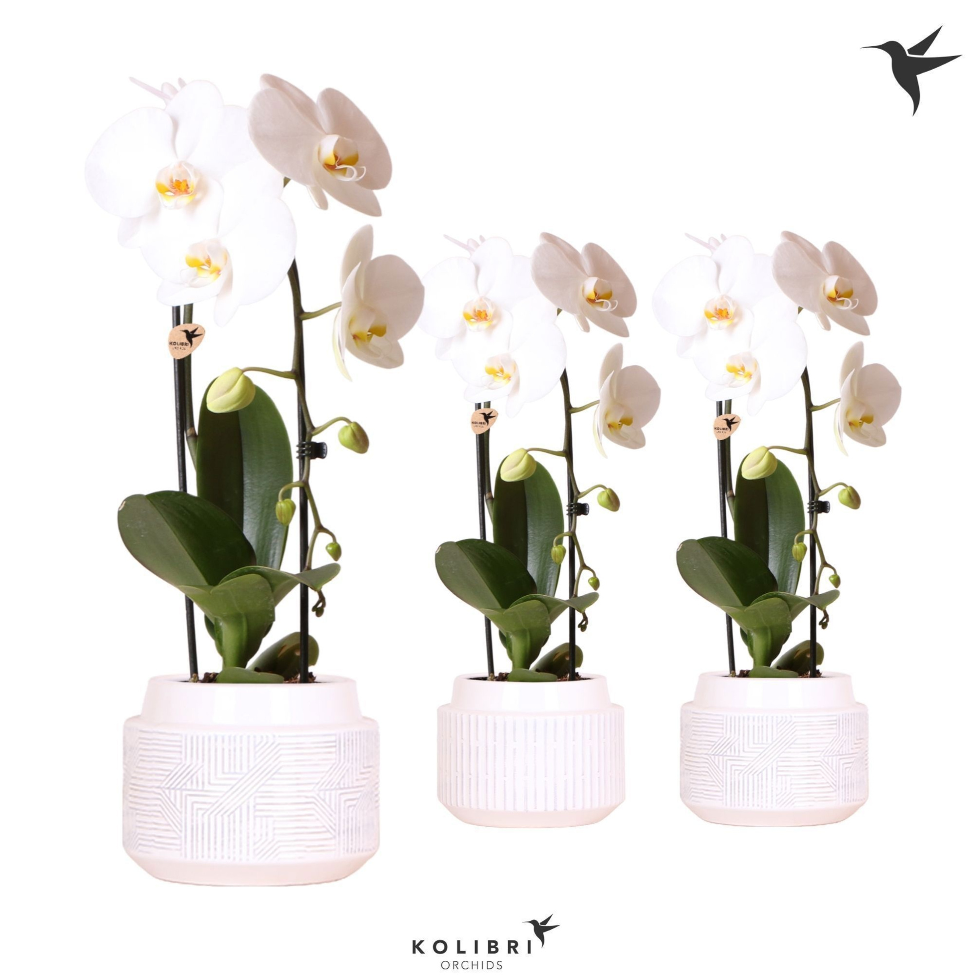 Kolibri Orchids Phalaenopsis Cascade Niagara Fall white 1 spike in Maze pot white, D 12