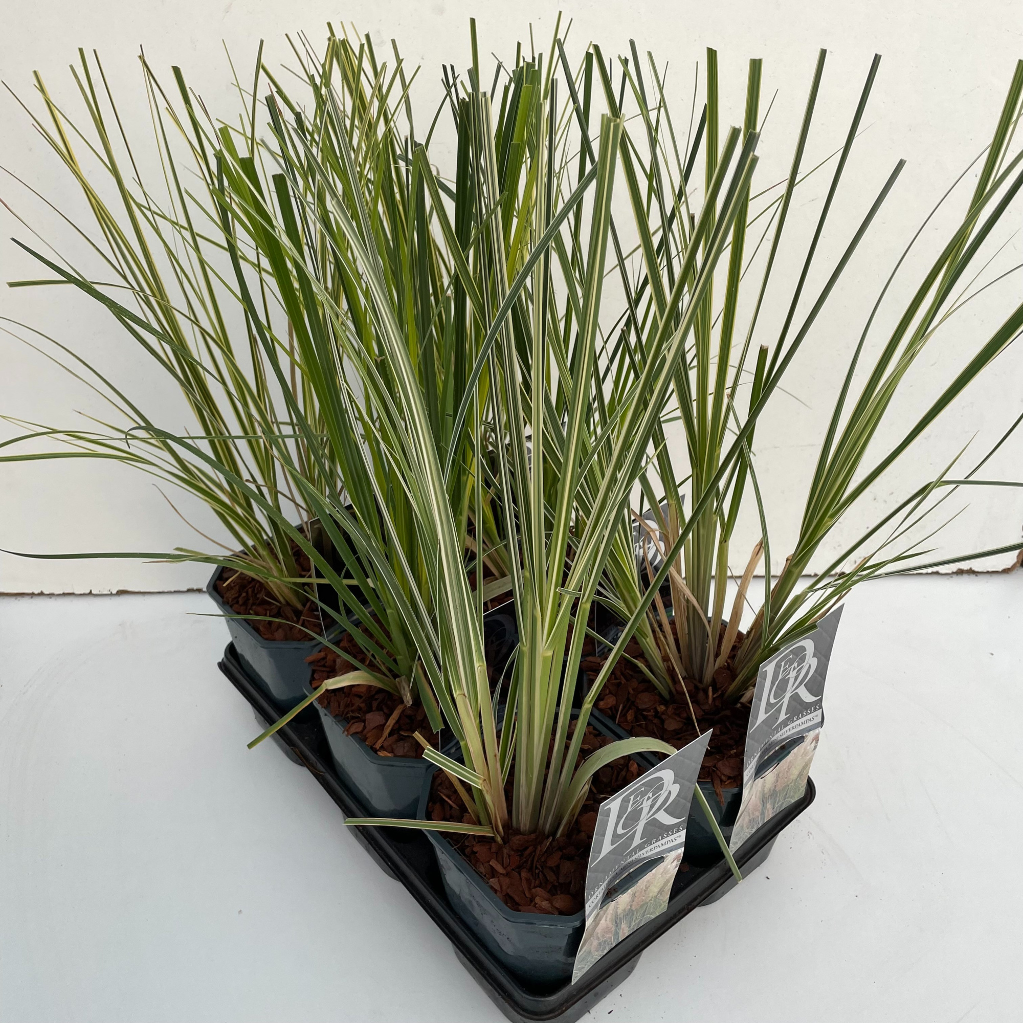 Cortaderia mix in tray exclusief, D 17 cm