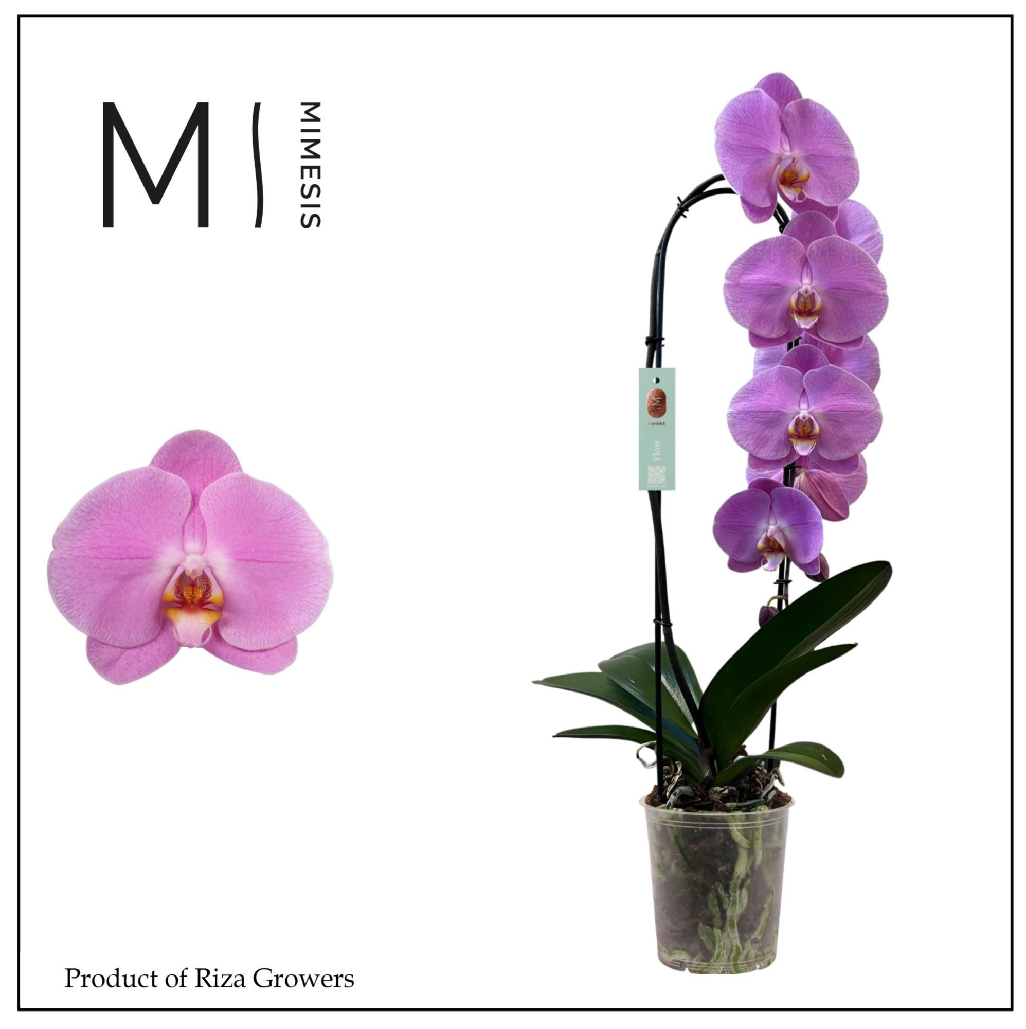 Phalaenopsis Flow Olga 1 spike - 12cm | Mimesis, D 12 cm