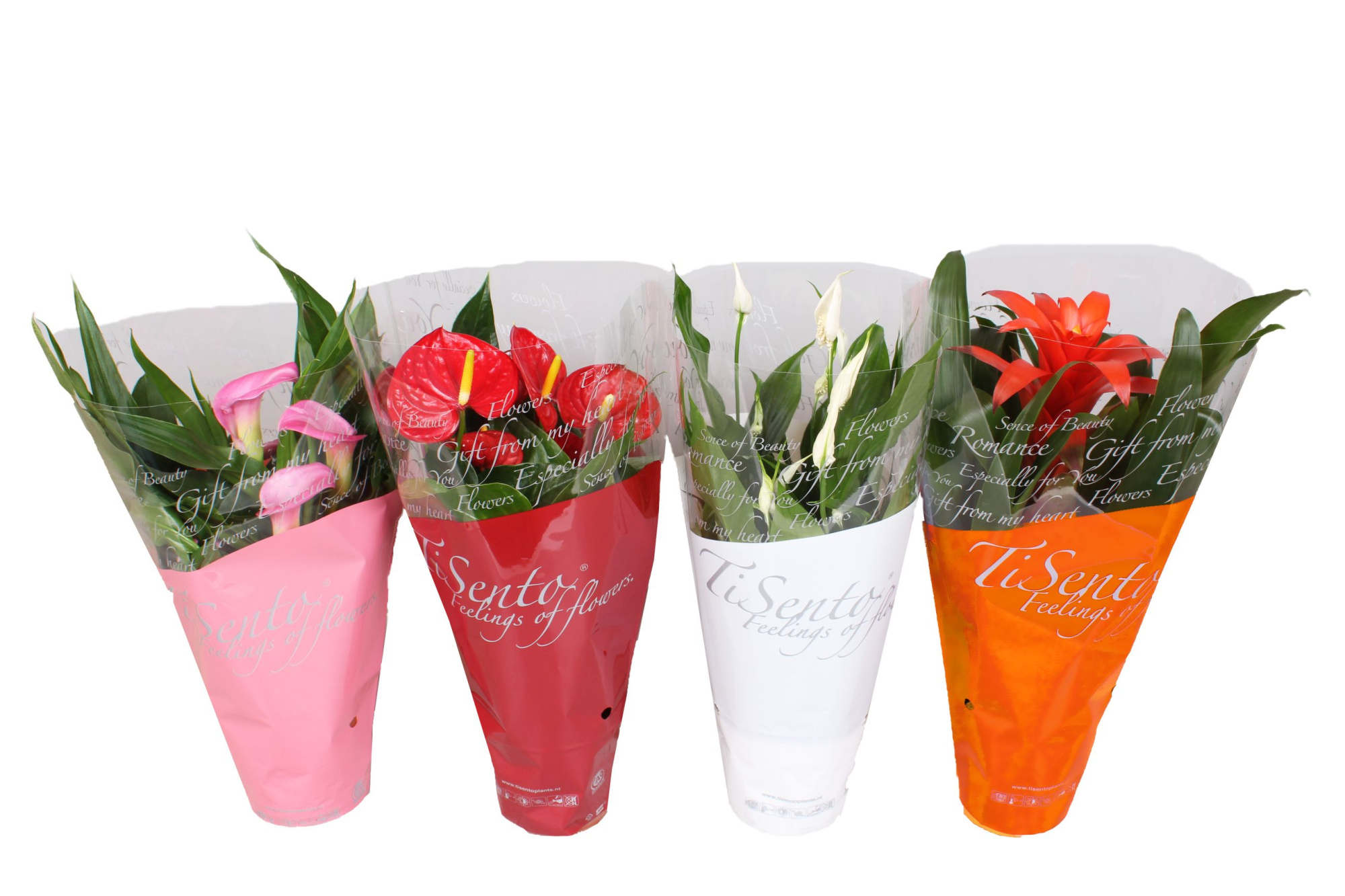 Specially Mix, D 12 cm