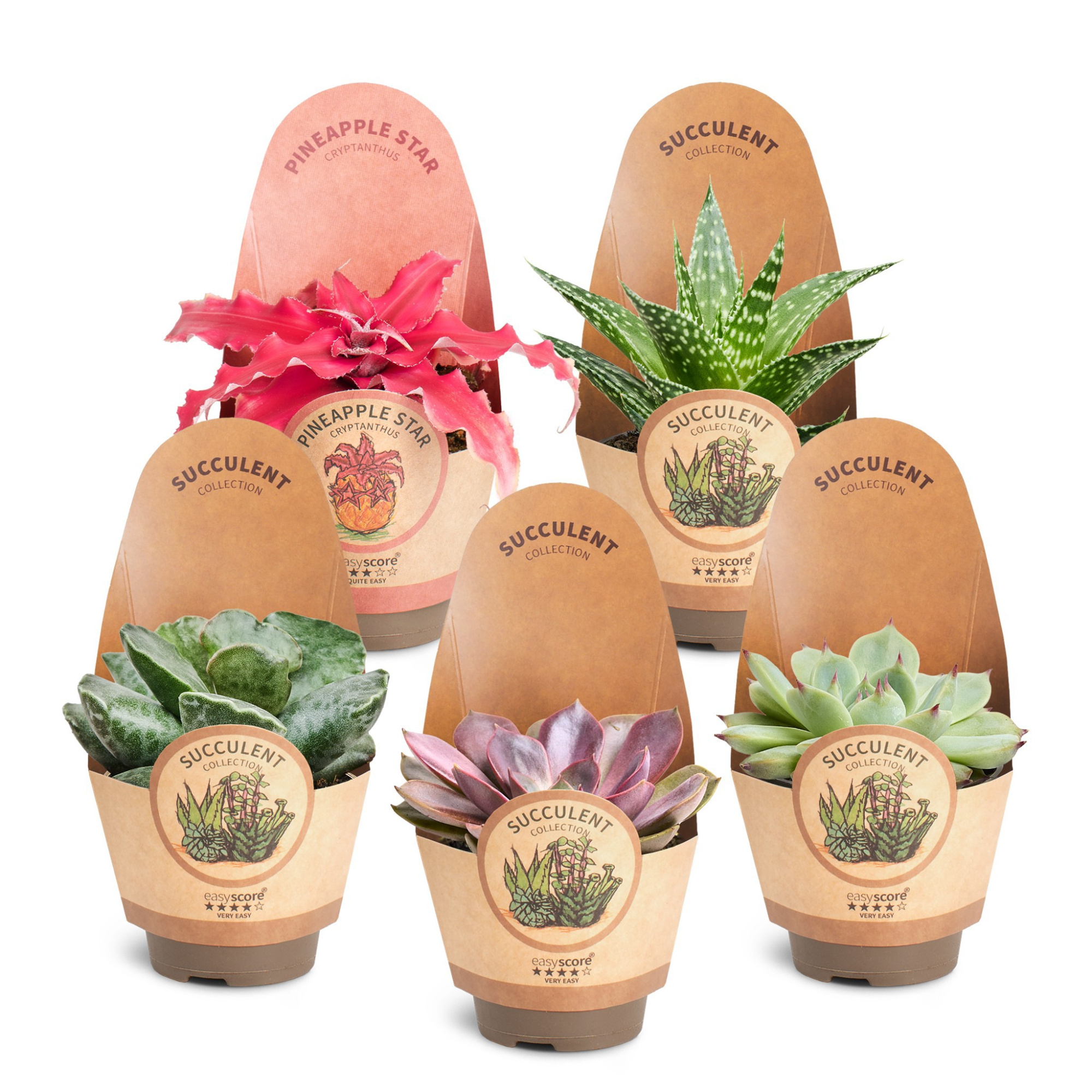 Succulent Premium Collection, D 6