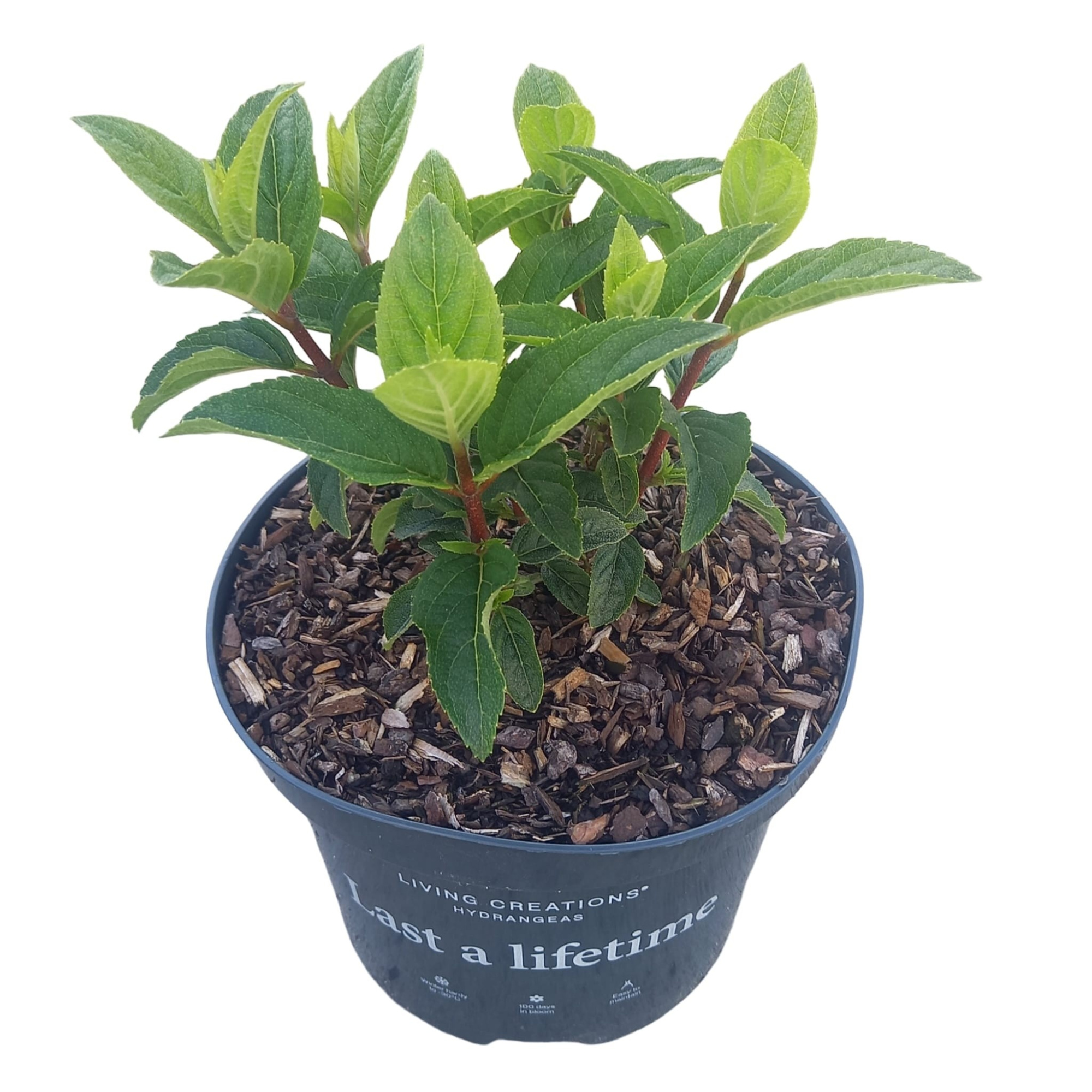 Hydrangea pan. 'Living Little Rosy'®, D 17