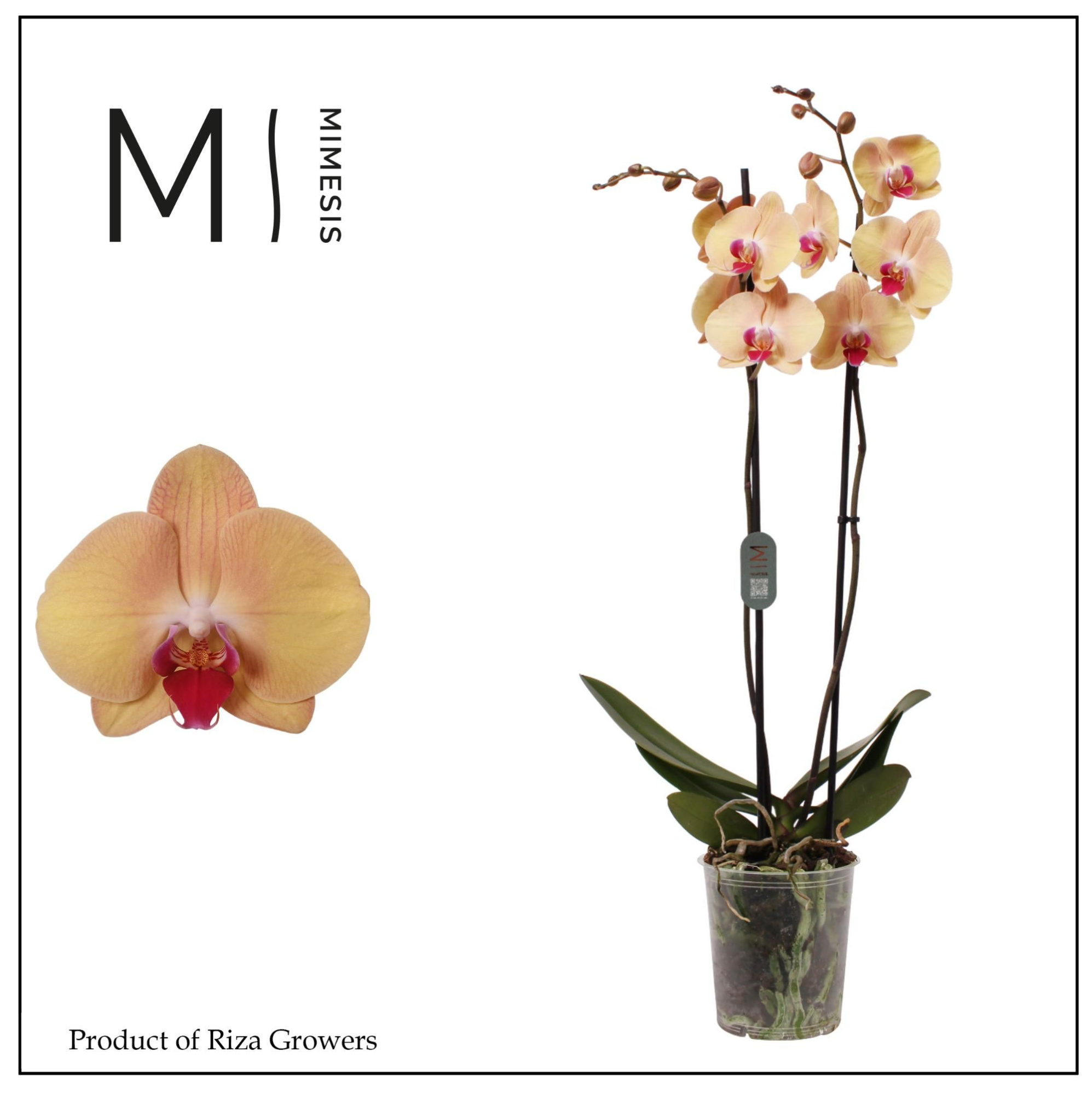 Phalaenopsis Sammie Gold 2 spike - 12cm | Mimesis, D 12 cm