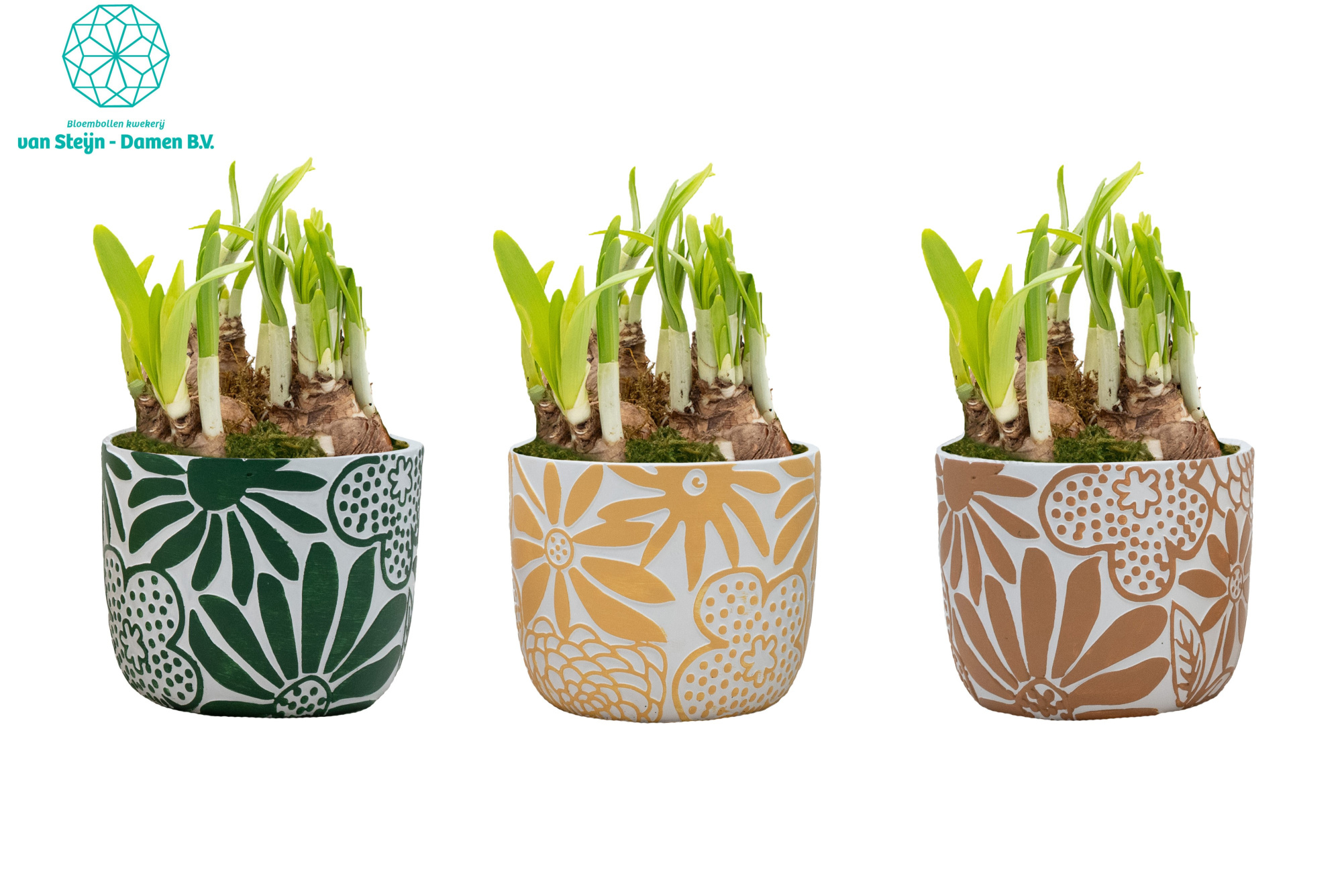 Narcissus 'Bloom & Brush' (Without Moss), D 12