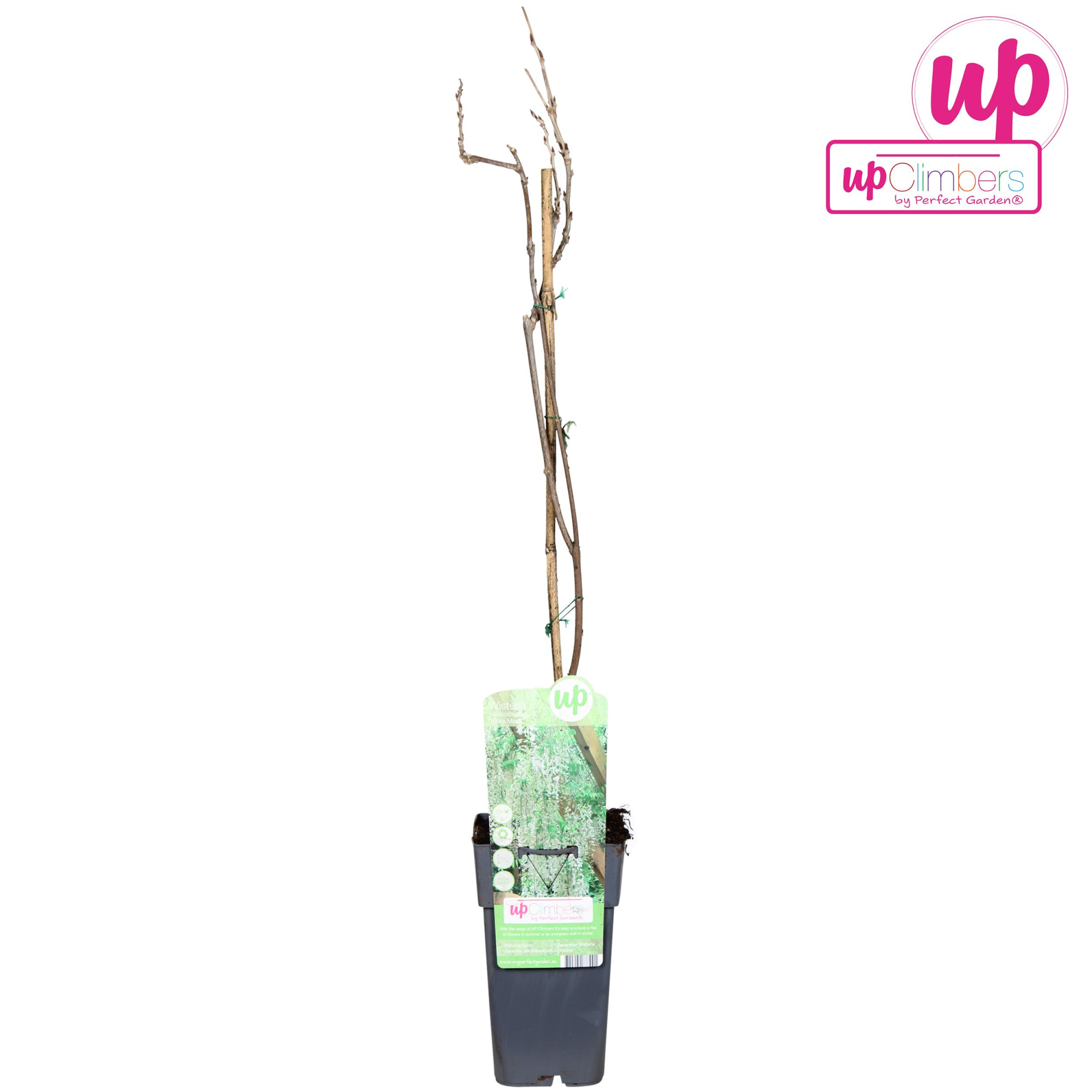 Wisteria macrostachya 'Clara Mack' P15, D 15