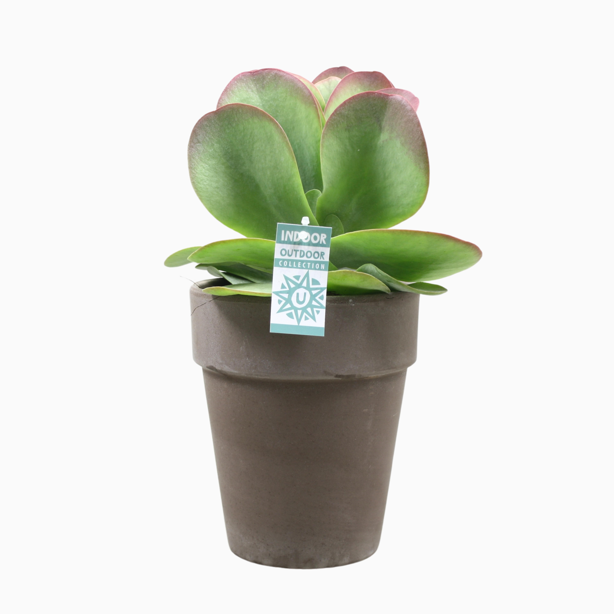 Kalanchoë thyrsiflora 'red lips' in 19 cm 'Grijze Vaaspot', D 17 cm