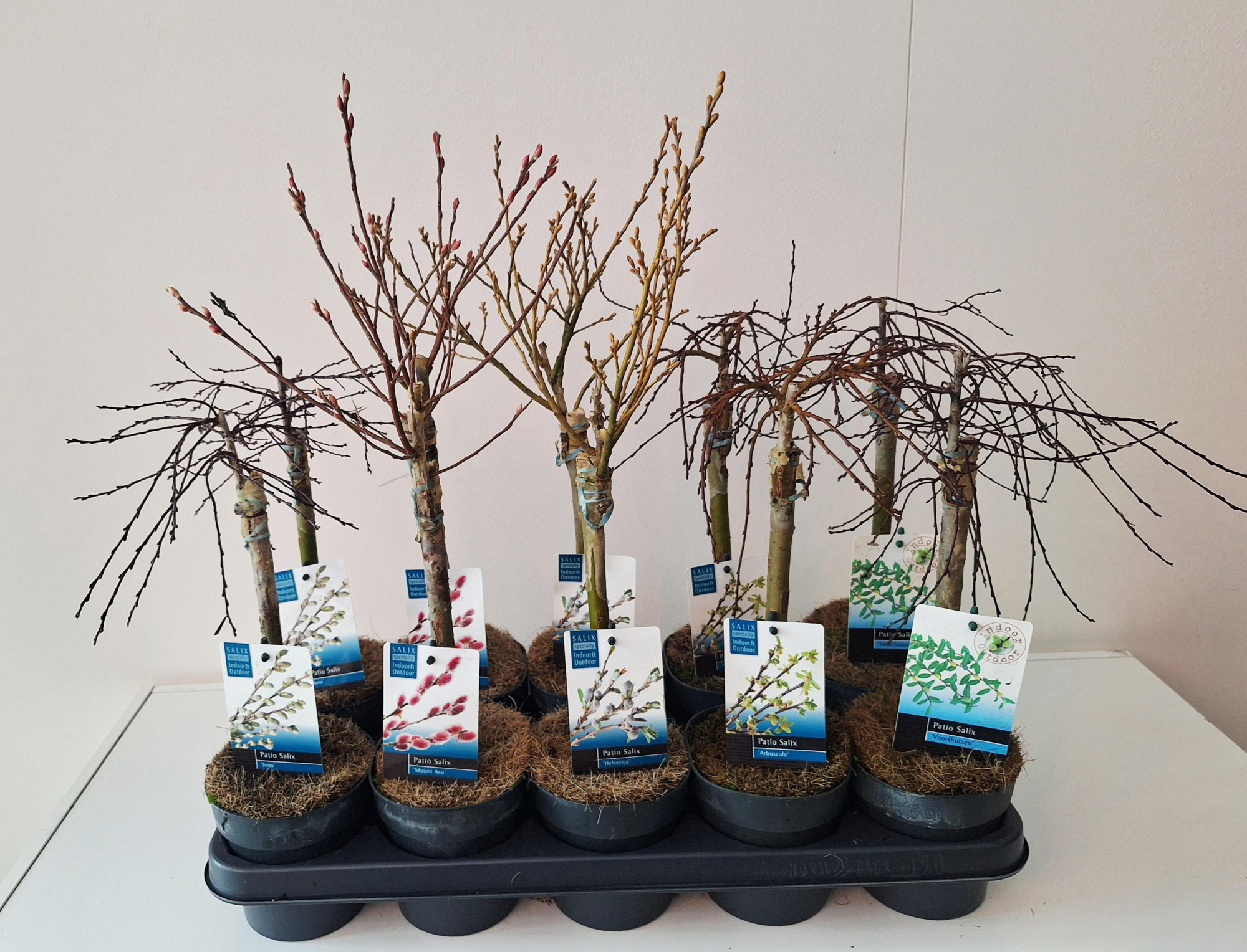 Salix mix patio stam 30, D 12