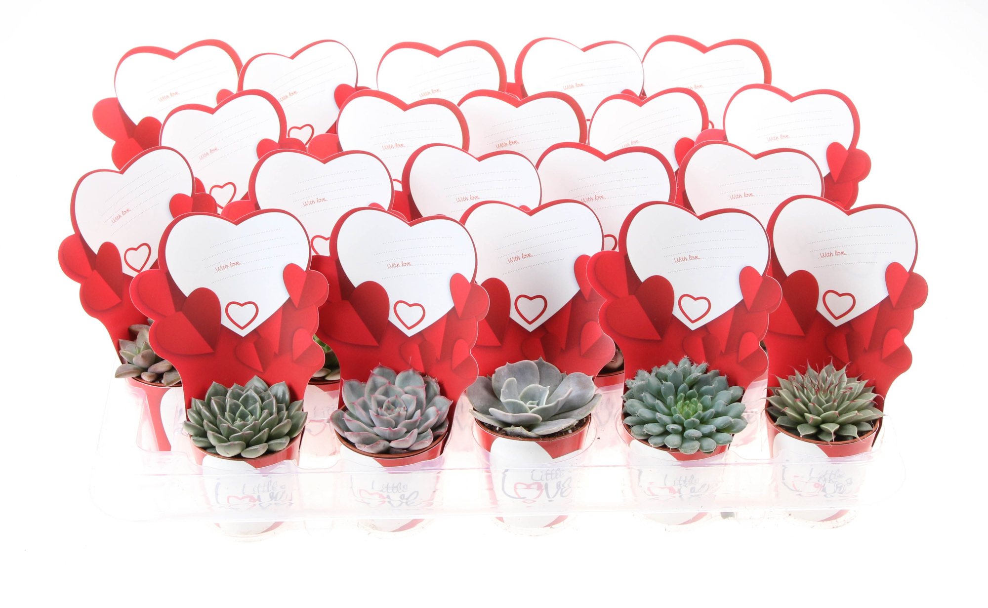 Potcover little love succulent mix, D 5,5 cm