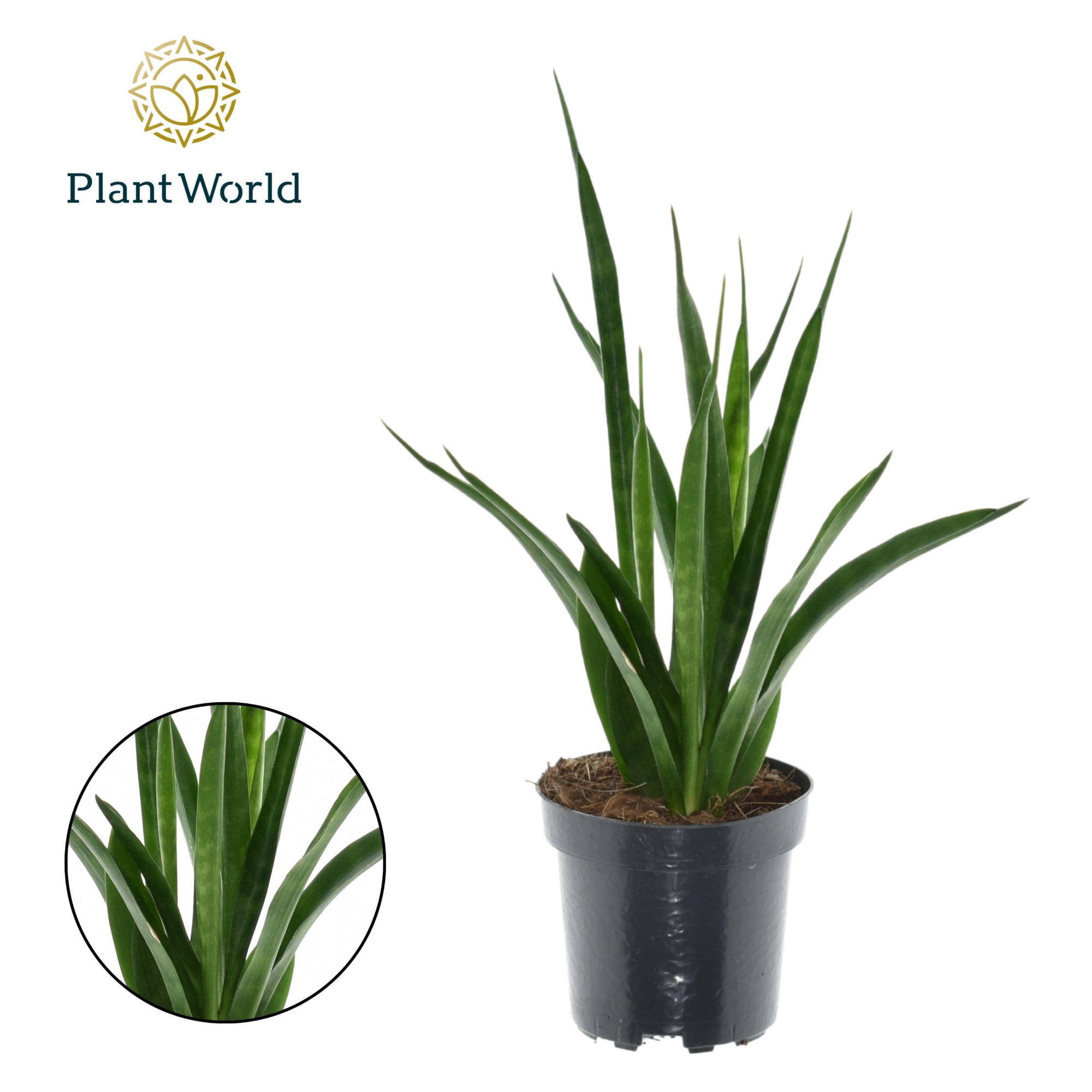 Sansevieria kirkii 'Friends', D 10,5