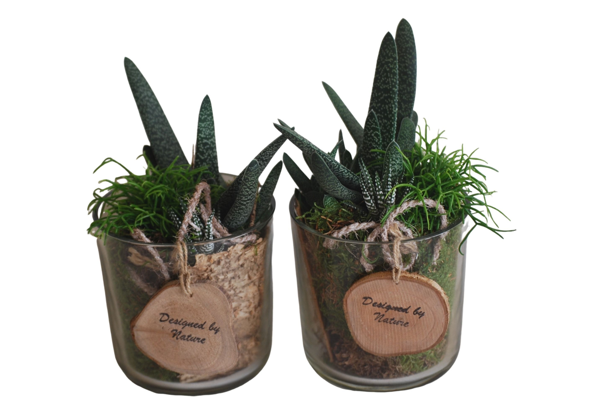 813 SUC vetplantenmix in Cil glas 13cm, D 13 cm