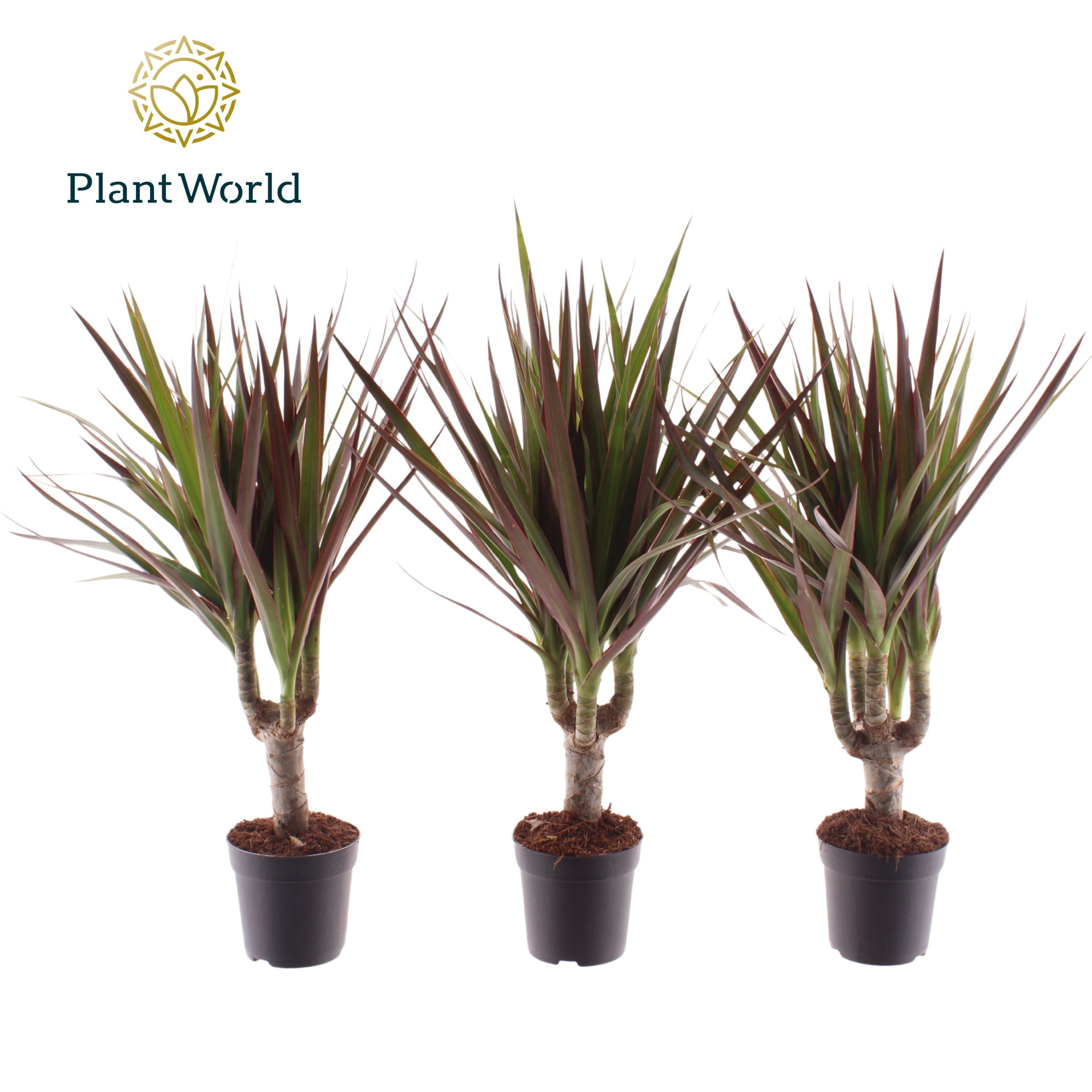 Dracaena Magenta stam 7 cm, D 7 cm