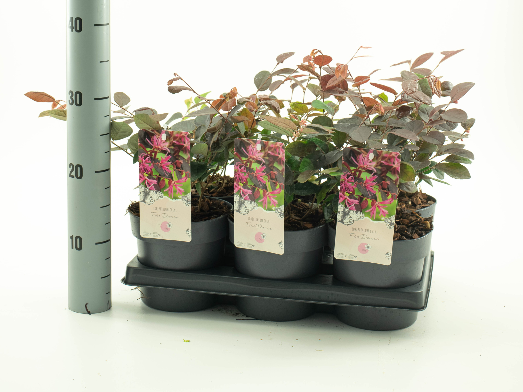 Loropetalum 'Fire Dance', D 15 cm